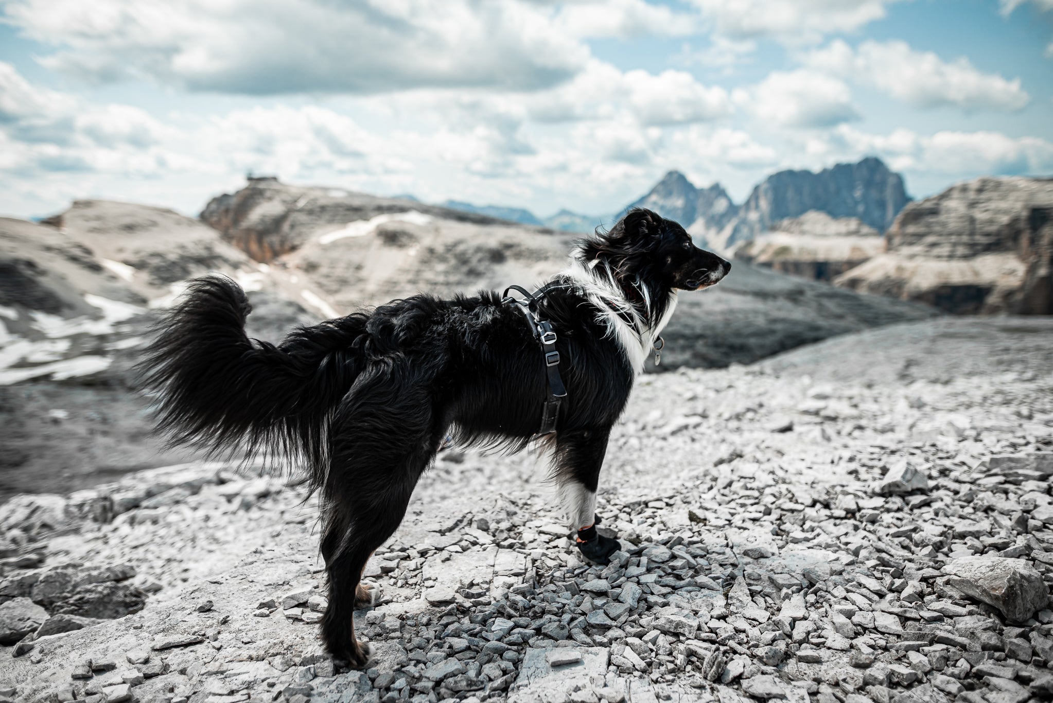 Non Stop Dog Wear: No-Pull Reflective Dog Harness with Padded Grip for Small, Medium & Large Dogs - Perfect for Walking, Running & Outdoor Adventures