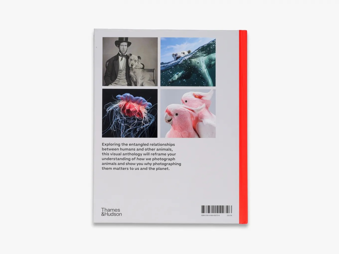 Why We Photograph Animals - Exploring the Beauty of Wildlife Photography for Nature Lovers and Conservationists | Perfect for Wall Art, Gifts, and Educational Purposes