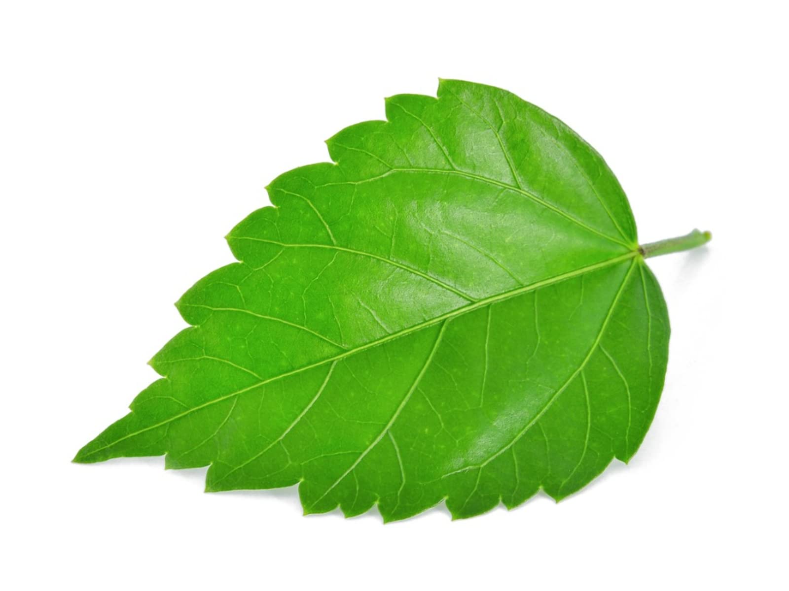 Organic Hibiscus Leaf Powder 750g (7x100g + 1x50g) - Pure Sembaruthi, Jasus, Gudhal, Dasanamu, Chembarathi Leaf Powder for Hair Care, Skin Care & Herbal Tea - Natural Beauty & Wellness Solution
