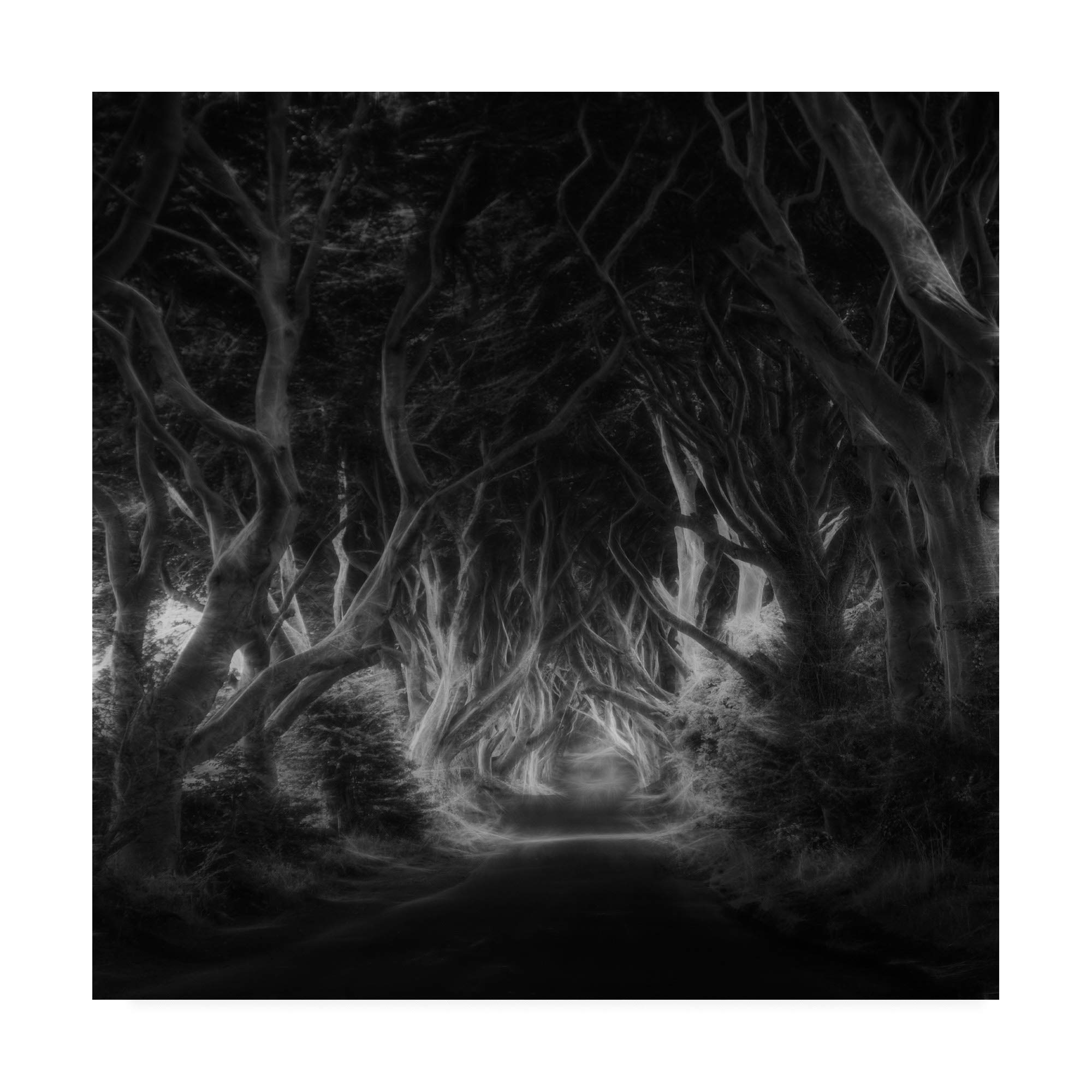 Trademark Fine Art 18x18 The Dark Hedges Bewitched by Saskia Dingemans - Gothic Landscape Wall Art for Home Decor, Office & Living Room