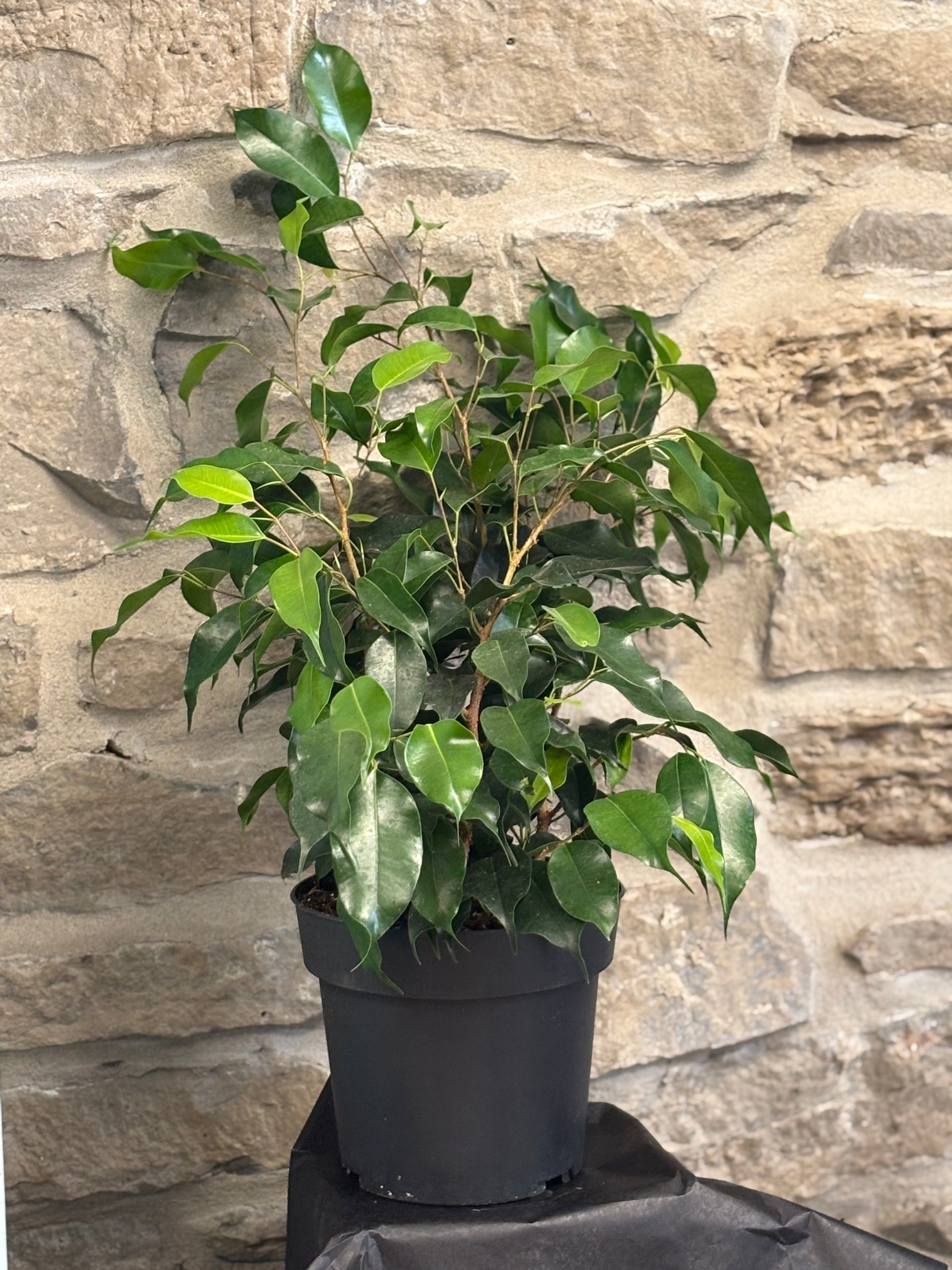 Ficus Benjamina 6