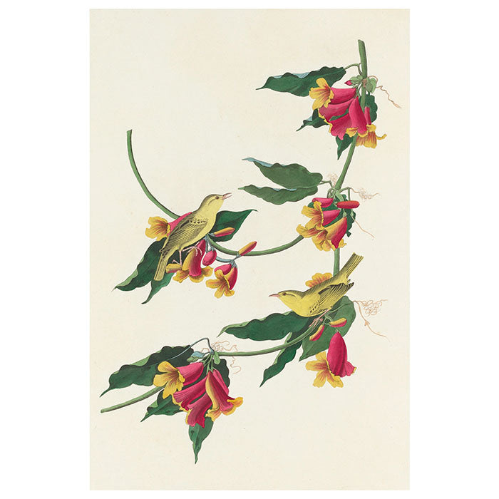 John James Audubon Songbirds Boxed Notecard Set - 20 Assorted Bird Note Cards with Envelopes - Perfect for Thank You Notes, Greeting Cards & Stationery Gifts