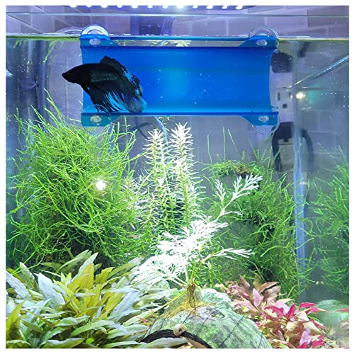 Translucent Lagoon Blue