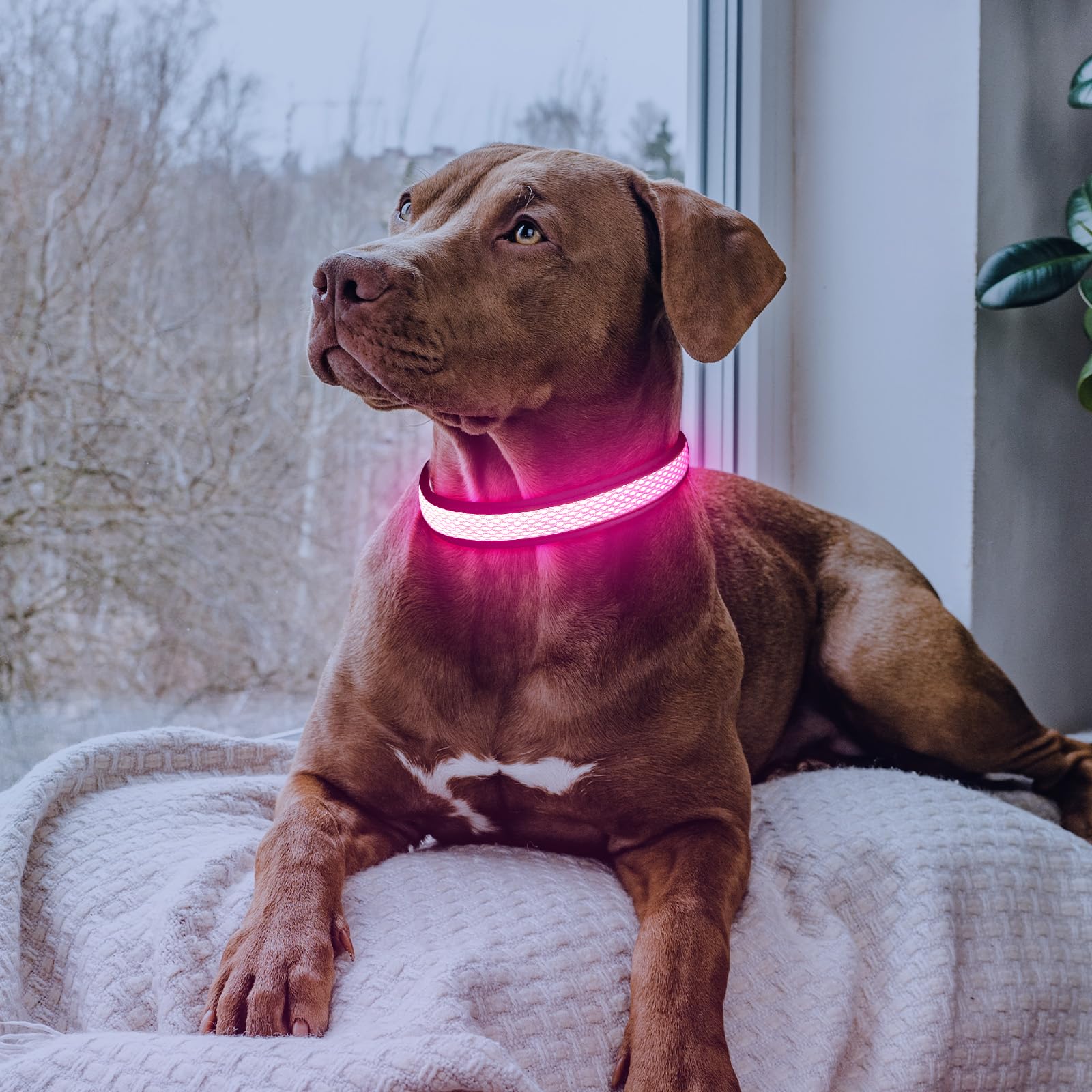 Flashseen LED Dog Collar - USB Rechargeable Light Up Safety Collar with Adjustable Soft Mesh for Small Medium Large Dogs (Large, Candy Pink) - Perfect for Night Walks, Jogging & Outdoor Adventures