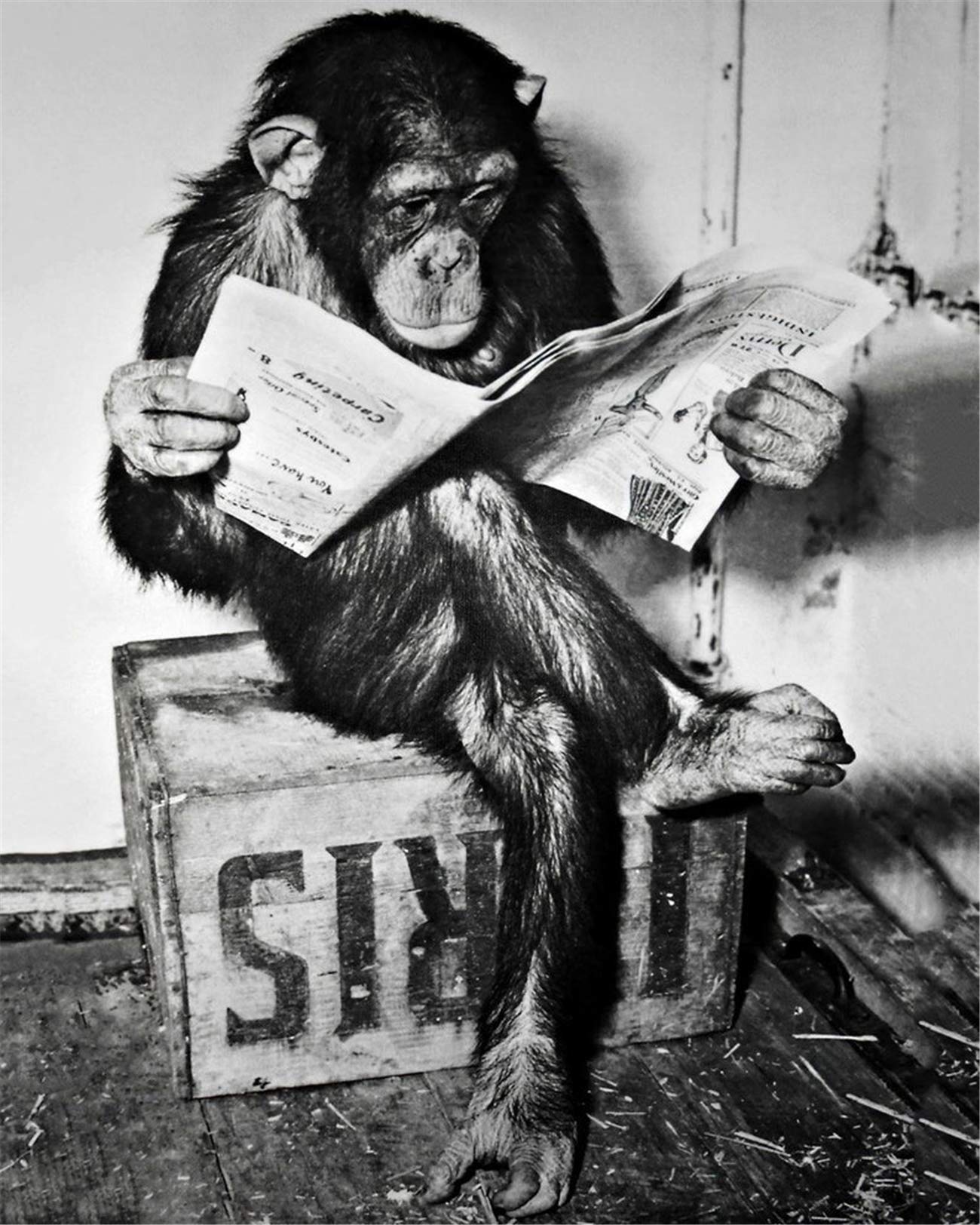 Funny Monkey Reading Newspaper Canvas Wall Art - NATVVA Home Decor Painting for Living Room, Bedroom & Office - Unique Gift Idea for Animal Lovers - Ready to Hang Unframed Poster