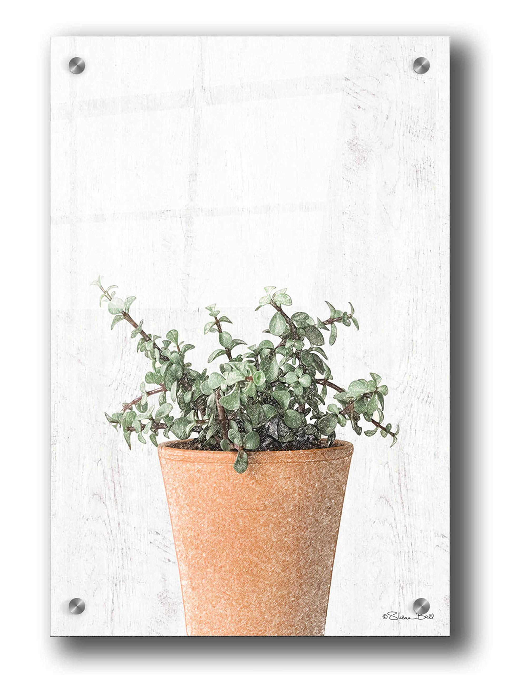 Succulents II Acrylic Glass Wall Art by Susan Ball - 24x36 Inches Modern Botanical Painting for Living Room, Bedroom & Office Decor