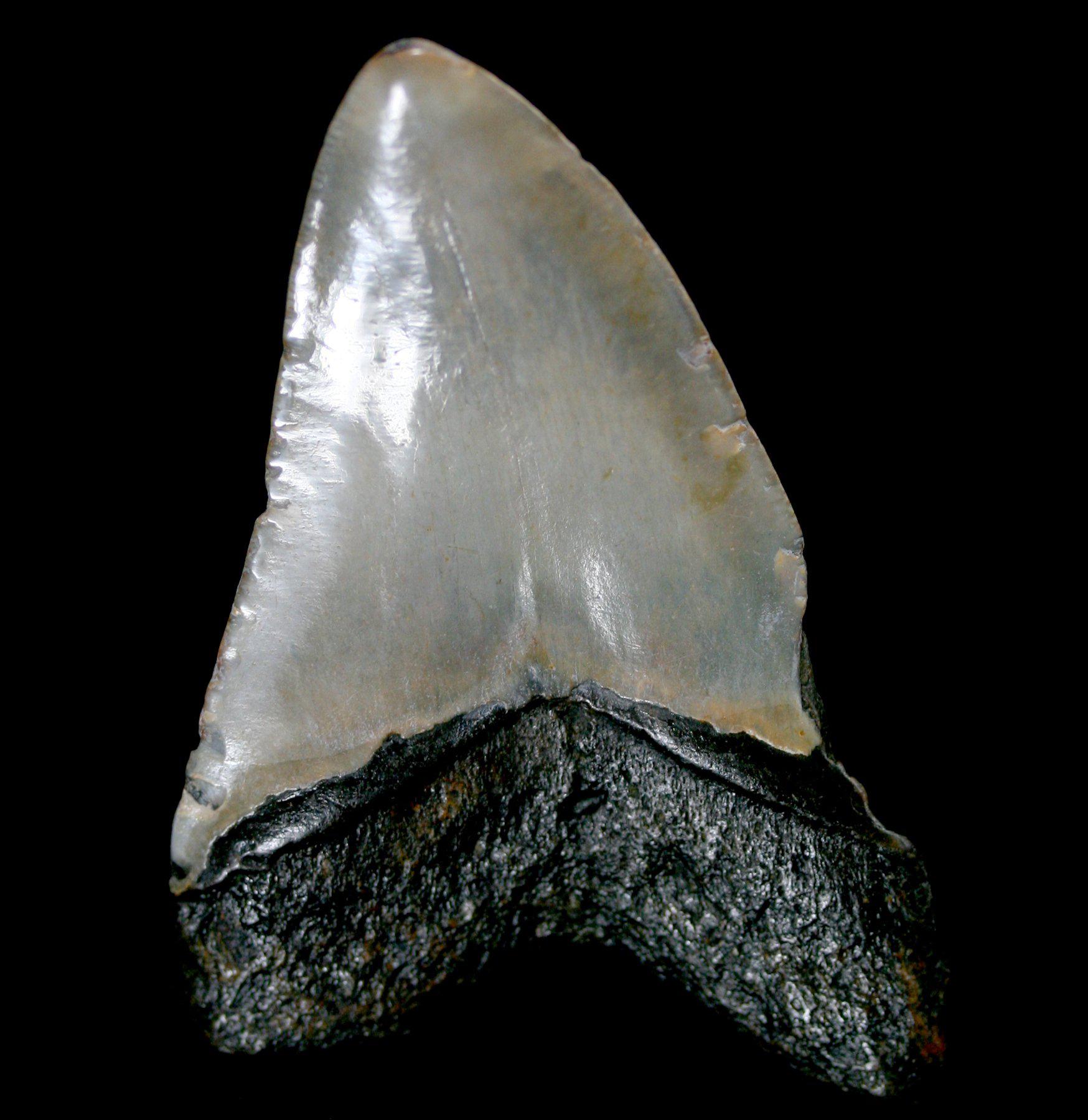 Authentic Megalodon Shark Tooth Fossil - Large Prehistoric Specimen for Collectors & Decor - Perfect for Home Display, Classroom Education & Gift Giving