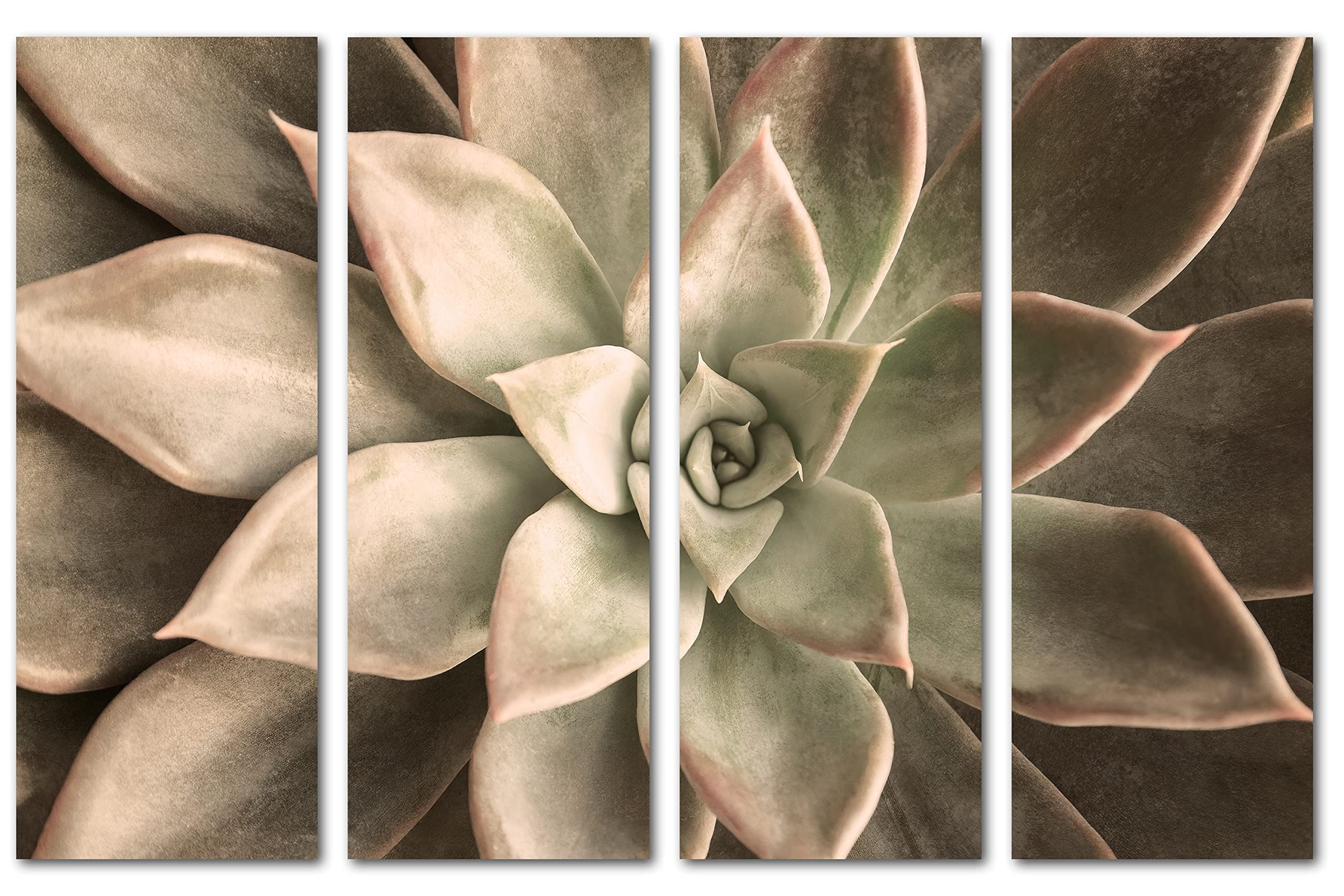 32 x 20 TOTAL - Echeveria Succulent Canvas Print Wall Art Beige 4 Panel Split Botanical Plant Decor | Perfect for Living Room, Bedroom, Office & Home Decoration