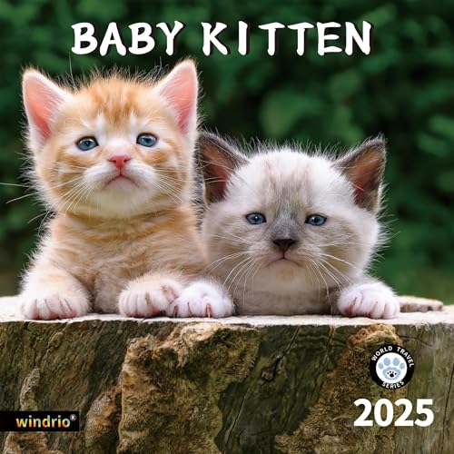 Kitten 03