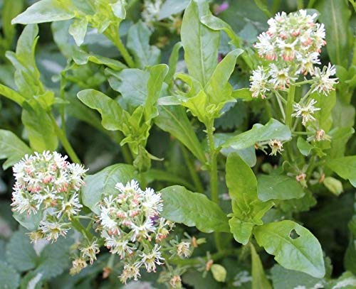 Sweet Mignonette Seeds (200 Count) - Intensely Fragrant Spiked Flower Clusters for Gardens, Bouquets & Landscaping