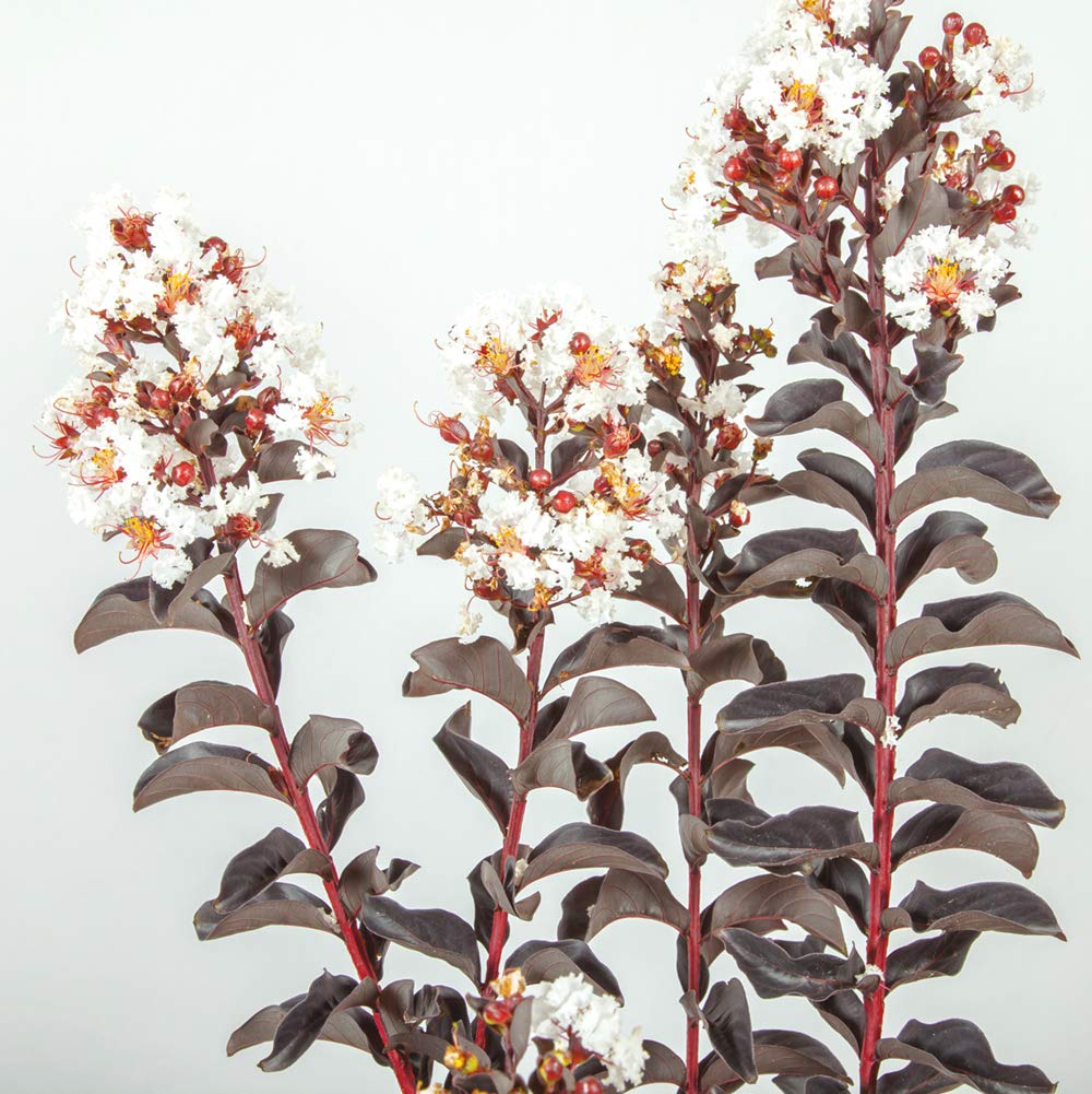 PERFECT PLANTS Pure White Black Diamond Crape Myrtle Live Plant - 3 Gallon Size with Free Care Guide | Beautiful Flowering Tree for Landscaping, Garden Decor & Outdoor Planting