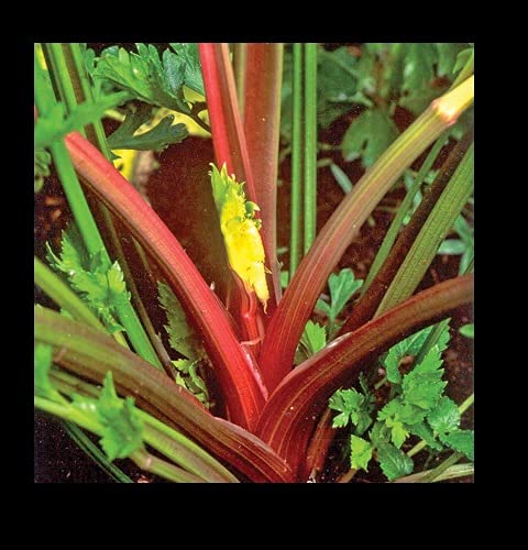 Organic Redventure Red Celery Seeds - Non-GMO Heirloom Variety (100 Count Bulk Pack) for Home Gardening, Urban Farming & Gourmet Cooking