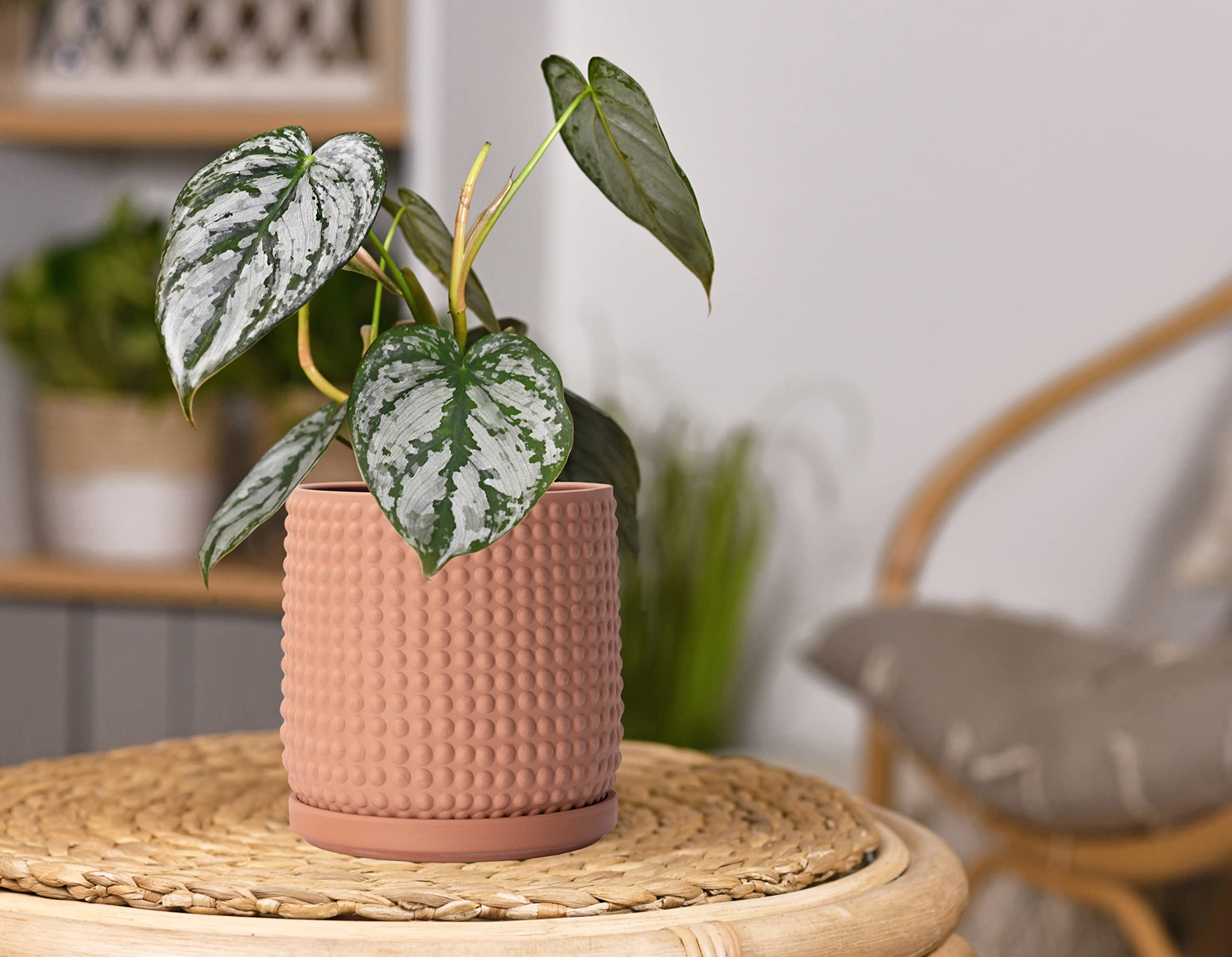 D'vine Dev 6 Inch Terracotta Beaded Planter Pot with Drainage Hole & Saucer - Indoor Flower Pot for Succulents, Herbs, and Small Plants - Perfect for Home Decor, Office Desk, and Windowsill Gardening