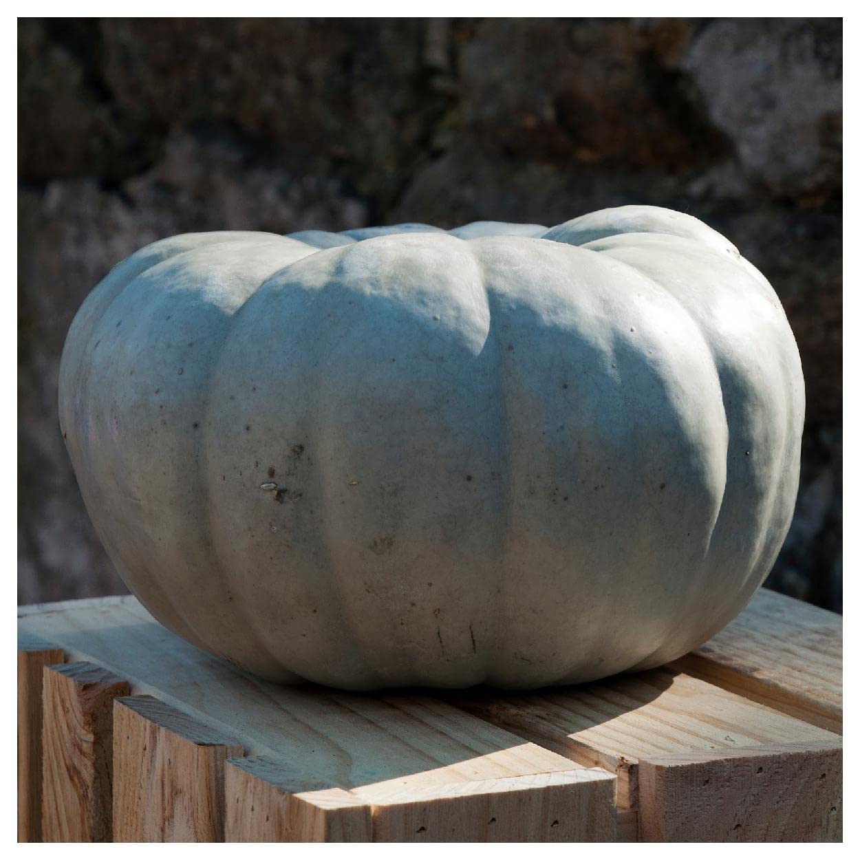 Everwilde Farms - 20 Queensland Blue Winter Squash Seeds - Gold Vault Jumbo Seed Packet - Non-GMO Heirloom Pumpkin Seeds for Fall Gardening & Thanksgiving Decor