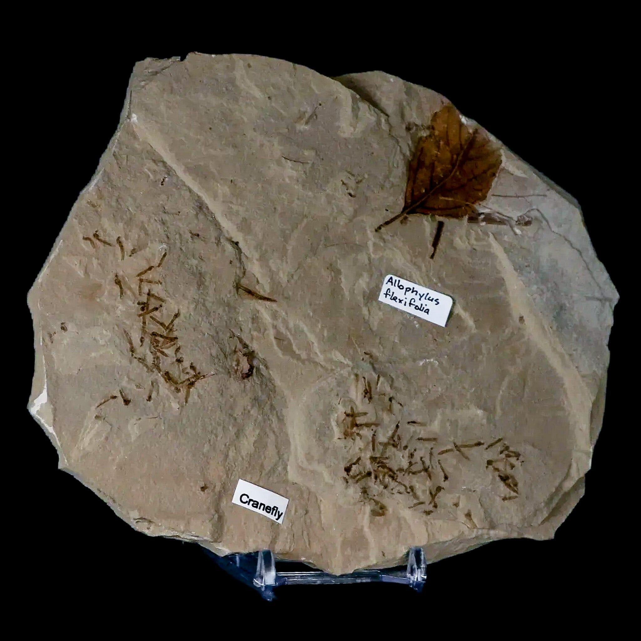 Authentic Fossil Crane Flies & Allophylus Leaf Mass Mortality Plate - Green River Formation, Eocene Age (50 Million Years Old) - Perfect for Paleontology Collectors, Science Education & Home Decor