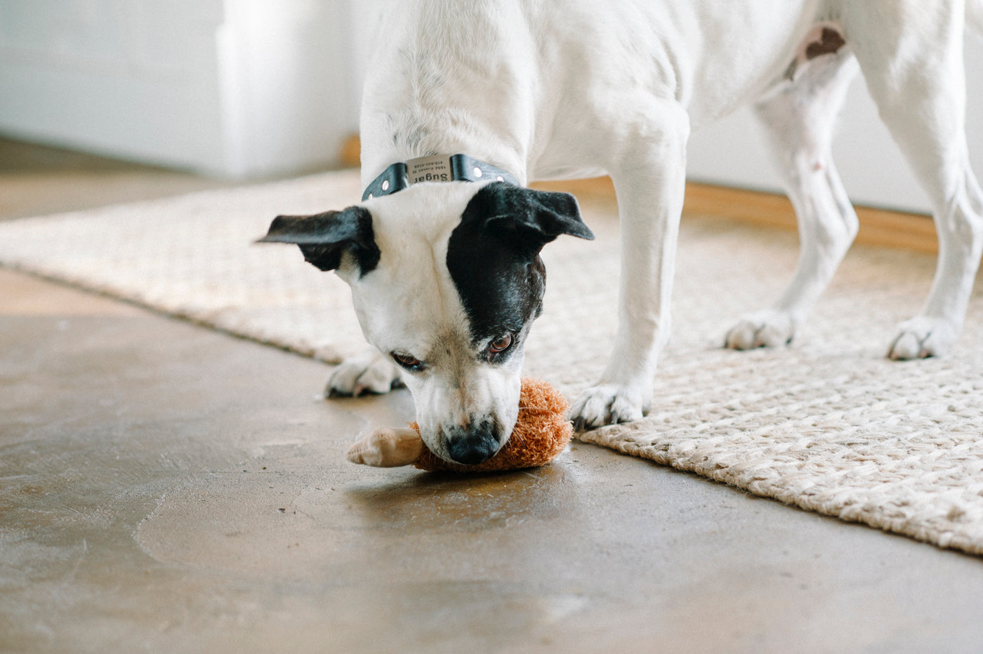 American Classic® El Pollo Frito Plush Dog Toy by Pet P.L.A.Y. - Soft & Durable Chew Toy for Small & Large Dogs - Perfect for Playtime, Training & Cuddling
