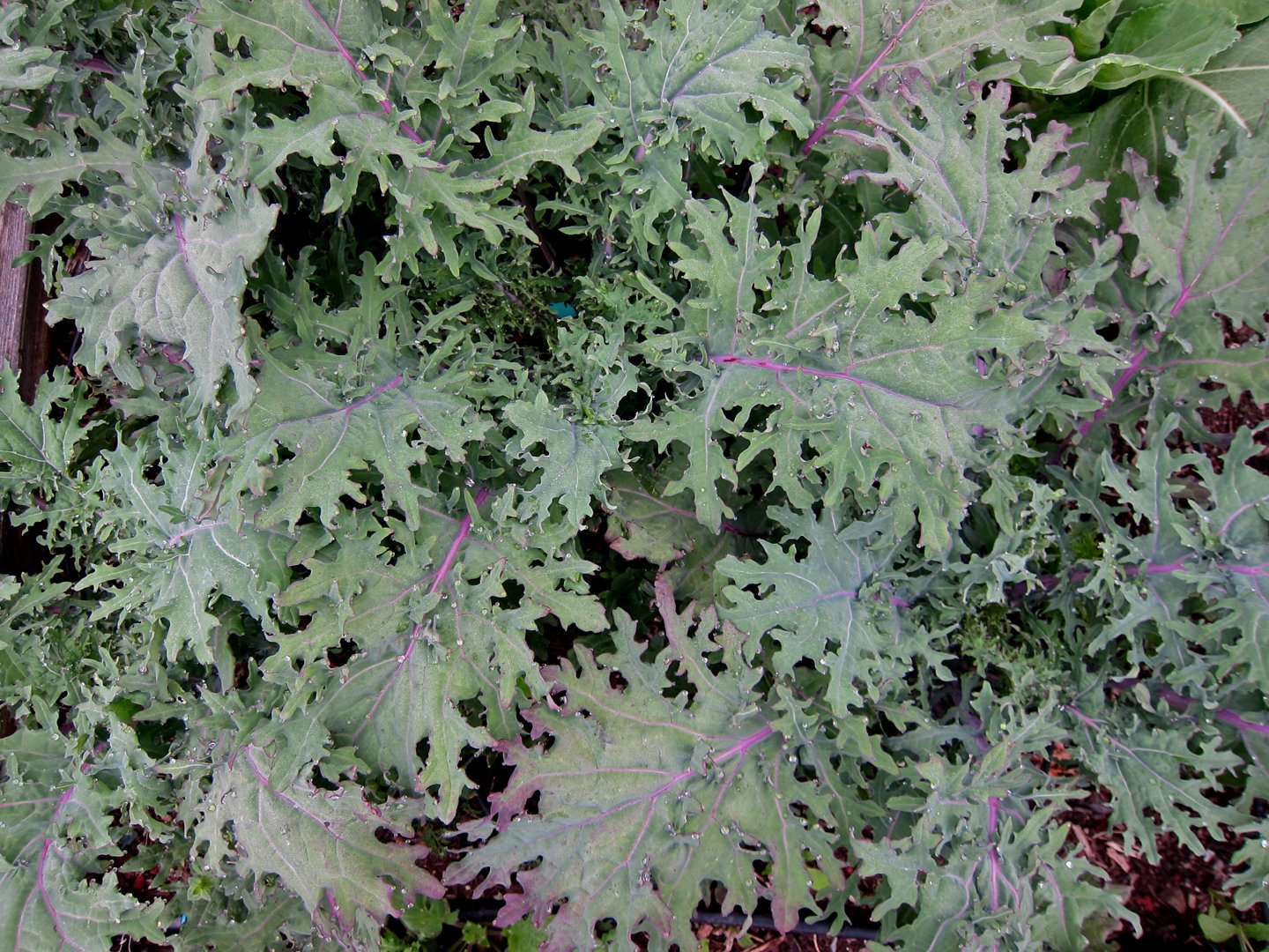 Bulk Organic Red Russian Kale Seeds (25 Lbs) - Non-GMO, Heirloom, High Germination Rate - Perfect for Home Gardening, Farmers Market & Healthy Eating