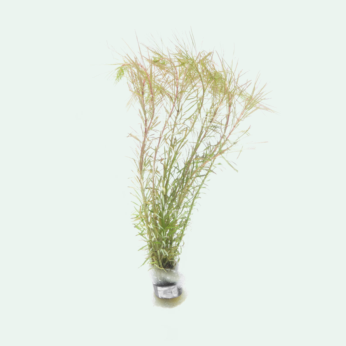 Rotala Bangladesh Aquatic Plant - Live Aquarium Plants for Fish Tank, Freshwater Aquascaping & Planted Tanks - Perfect for Beginners & Aquarium Enthusiasts