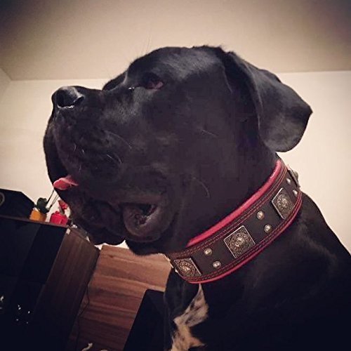Bestia The Black Eros Collar for Large Dogs - 2.5 Inch Wide Soft Padded Leather Dog Collar for Training & Walking - Durable Comfortable Pet Accessory for German Shepherds, Labs & Big Breeds