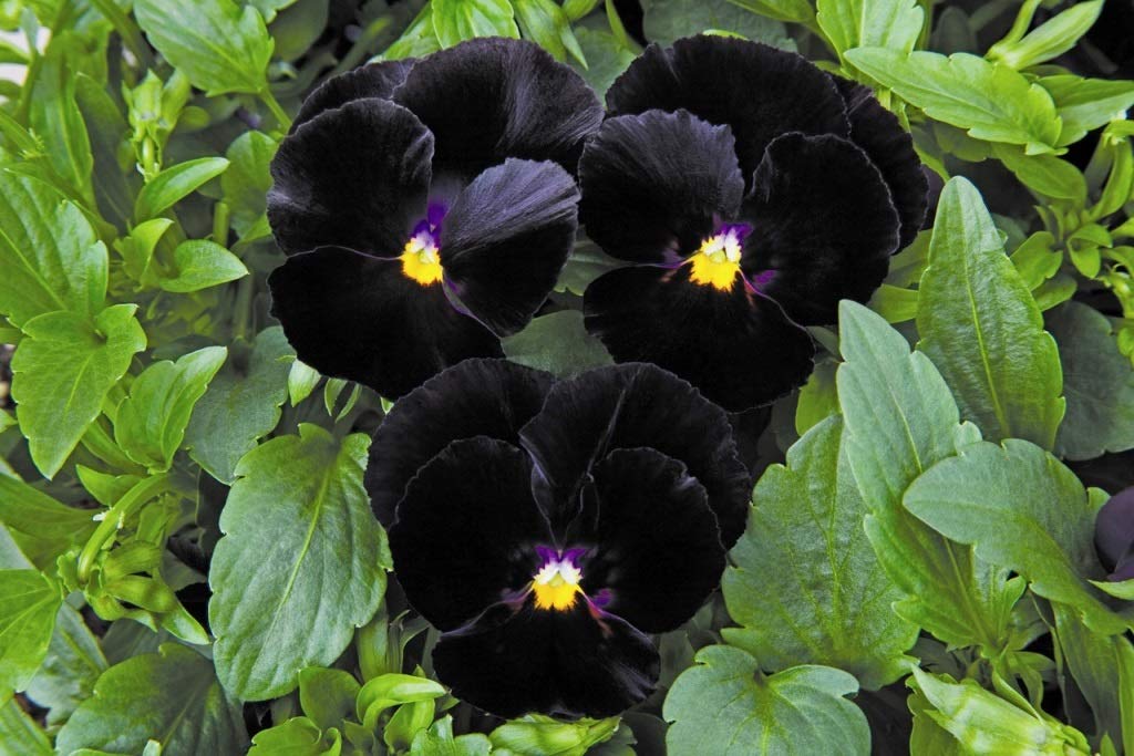 40+ Black Pansy Clear Crystals Viola Wittrockiana Seeds - Unique Long Flowering Plant for Garden, Balcony & Landscaping | Easy to Grow Perennial Flowers for Home Decor & Outdoor Planting