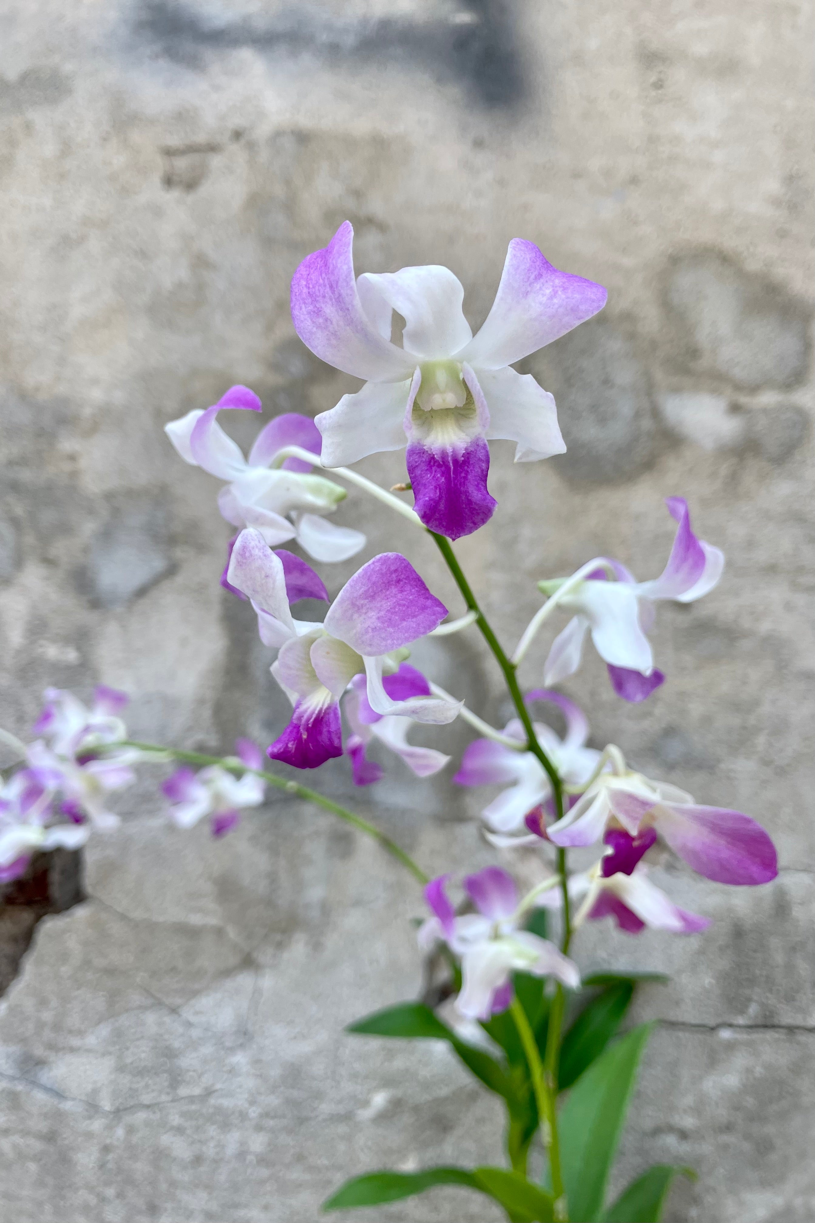 Premium Dendrobium Orchid Plants - Medium Size for Home & Office Decor | Perfect for Gifts, Weddings & Indoor Gardening