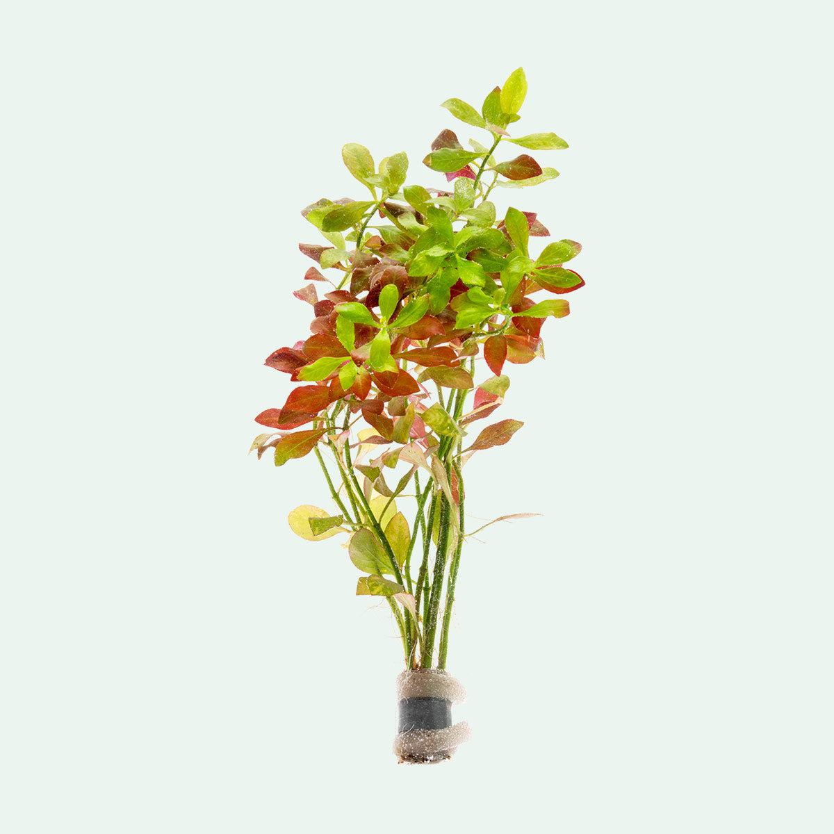 Ludwigia Repens Aquatic Plant for Freshwater Aquariums - Perfect for Aquascaping, Fish Tanks & Aquatic Decor