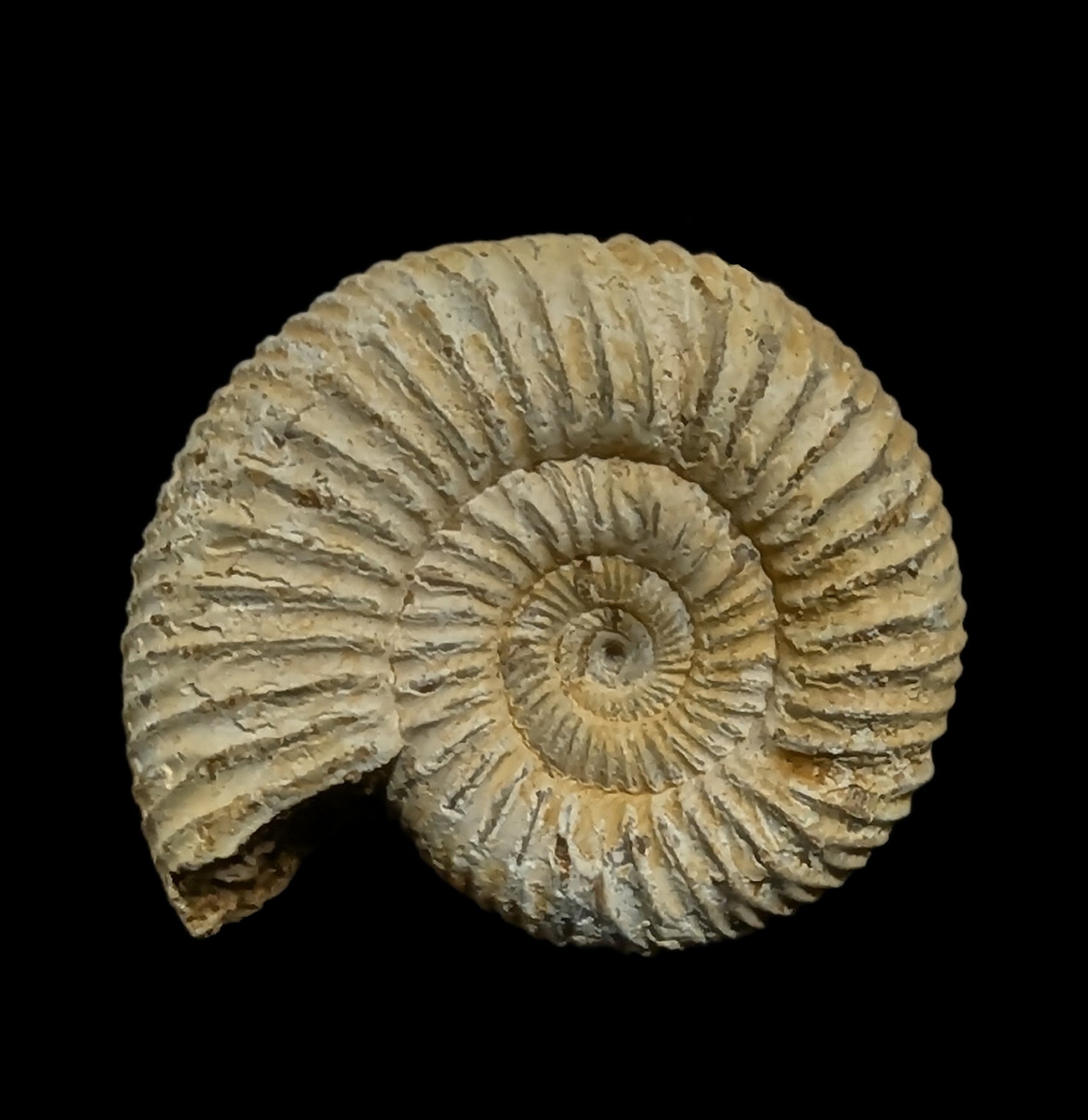 White Ammonite Perisphinctes Fossil - Natural Stone Specimen for Home Decor, Meditation & Crystal Healing | Perfect for Geology Collectors & Spiritual Practitioners