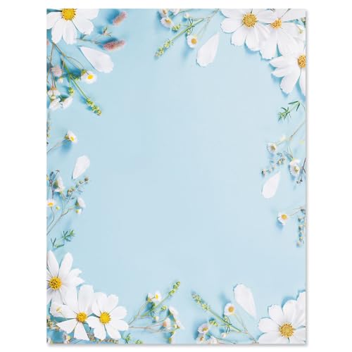 Shasta Daisy
