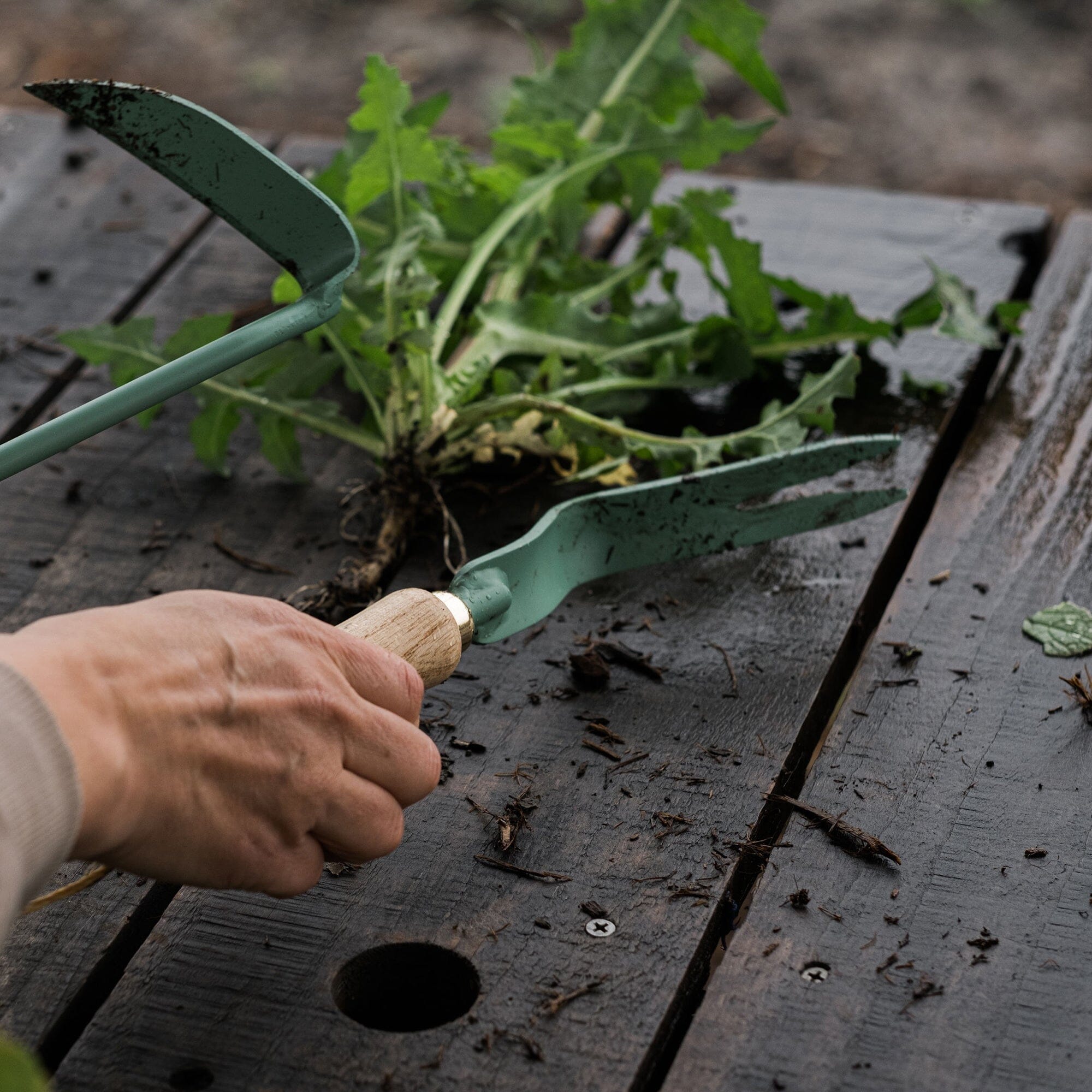 Dandelion Weeding Fork - Stainless Steel Garden Tool for Removing Weeds & Dandelions - Perfect for Lawn Care, Gardening, and Landscaping