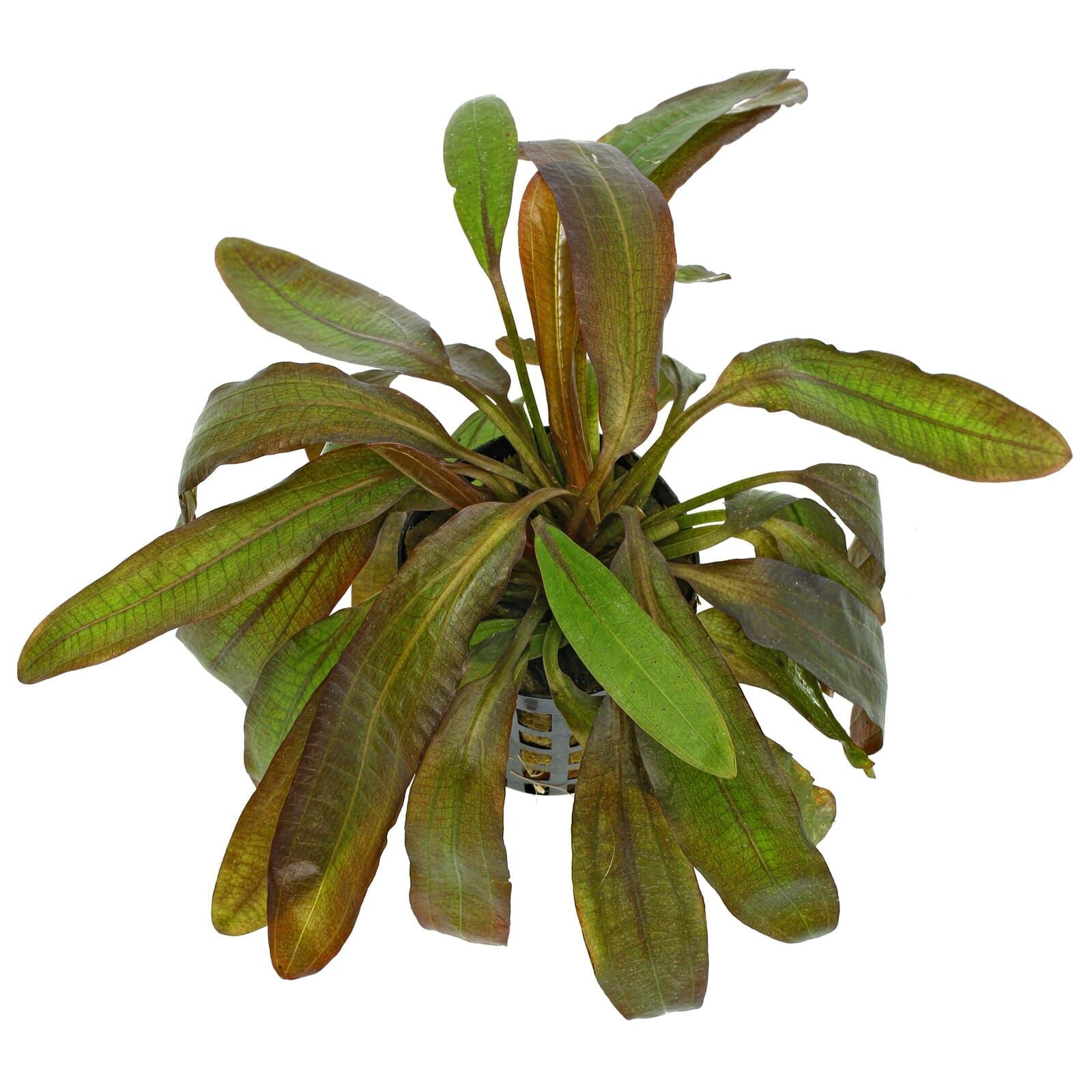 TCulture Echinodorus 'Red Rubin' Live Aquatic Plant for Aquarium - Perfect for Fish Tanks, Ponds & Water Gardens - Easy to Grow Freshwater Plant for Beginners & Experts