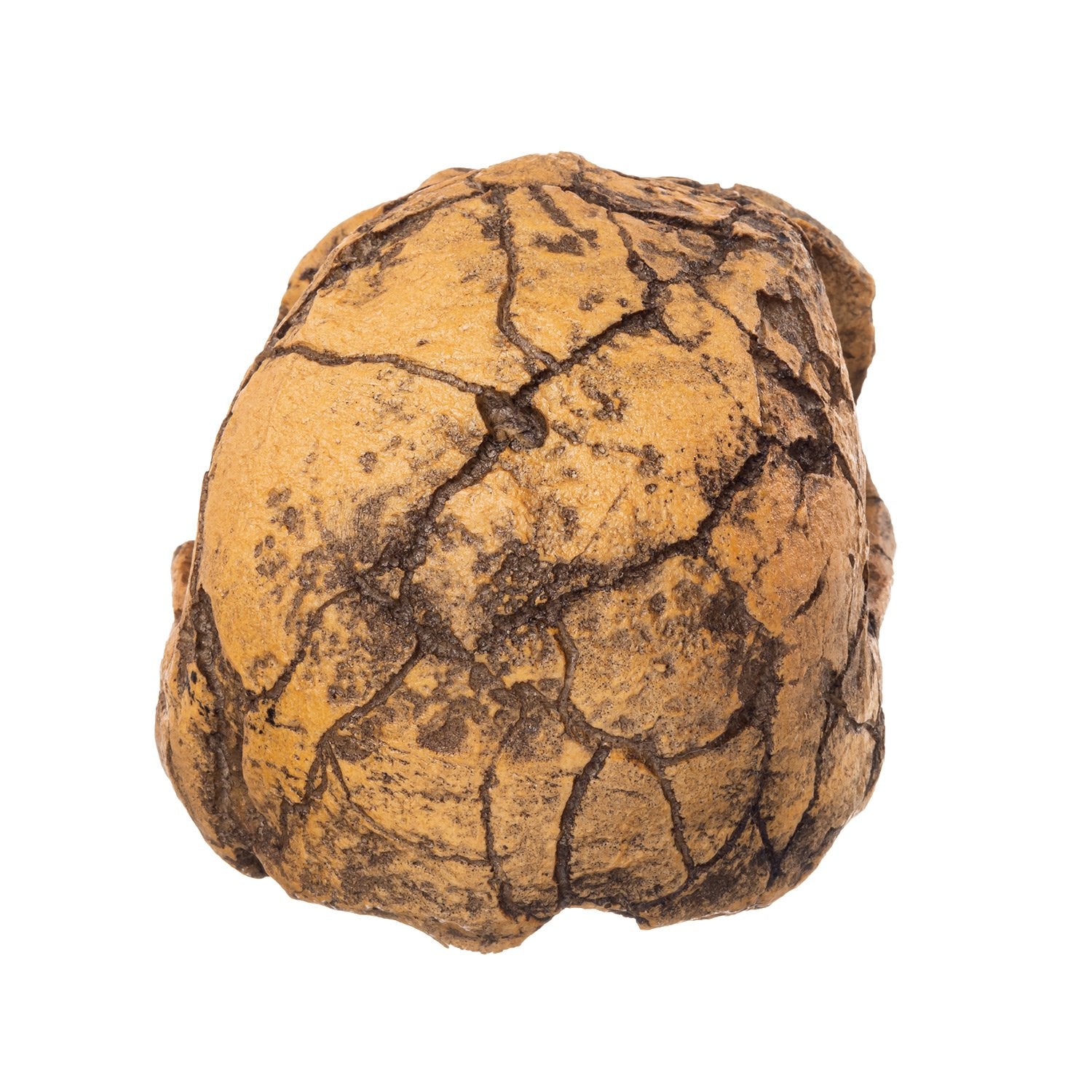 Authentic Replica KNM ER 1813 Skull - High Quality Hominid Fossil Reproduction for Anthropology Study, Museum Display & Educational Collections
