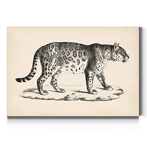 Brodtmann Male Leopard