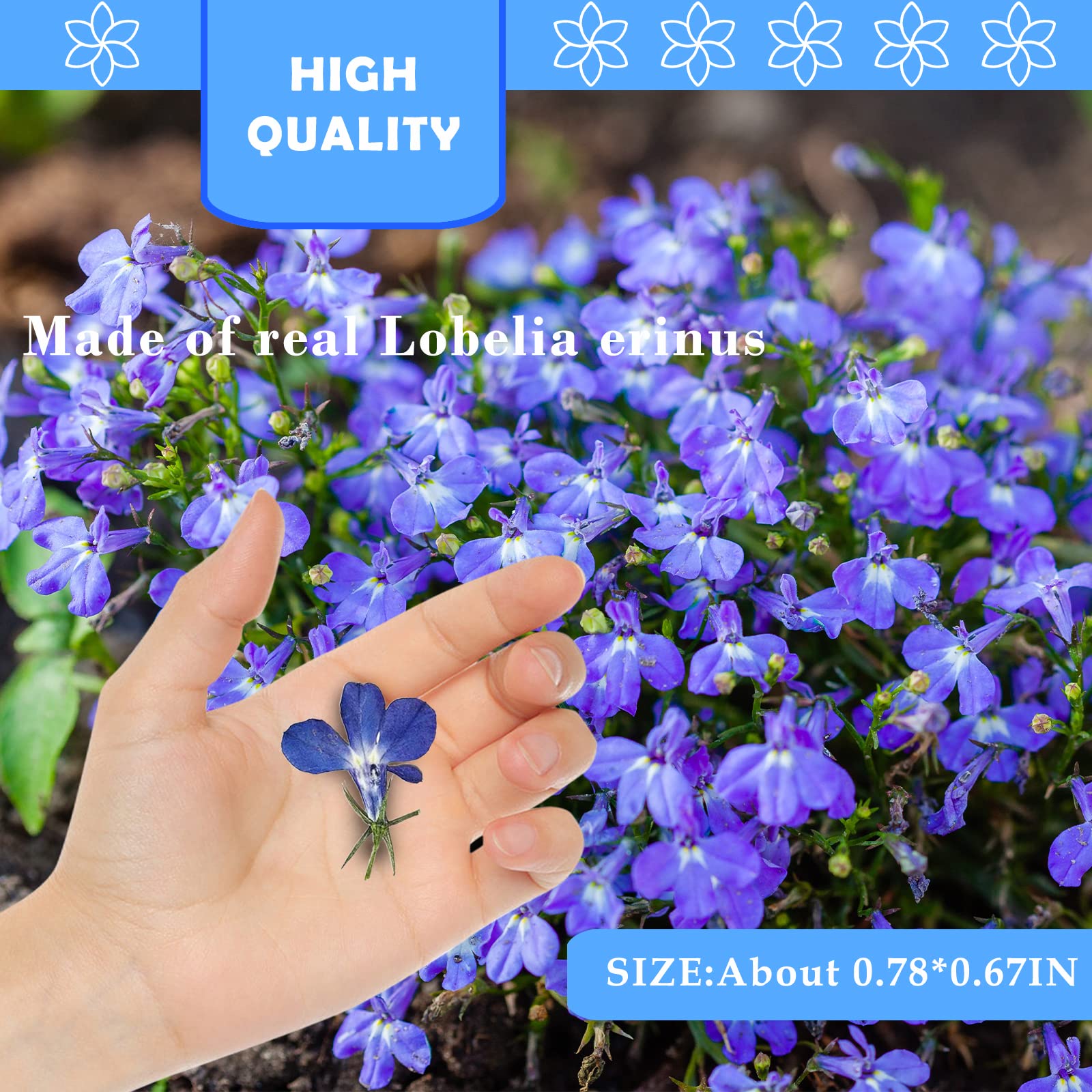 60PCS Natural Blue Pressed Dried Flowers for Resin Crafts, Jewelry Making, DIY Phone Case & Candle Decor - Perfect for Wedding Invitations, Scrapbooking & Home Decoration
