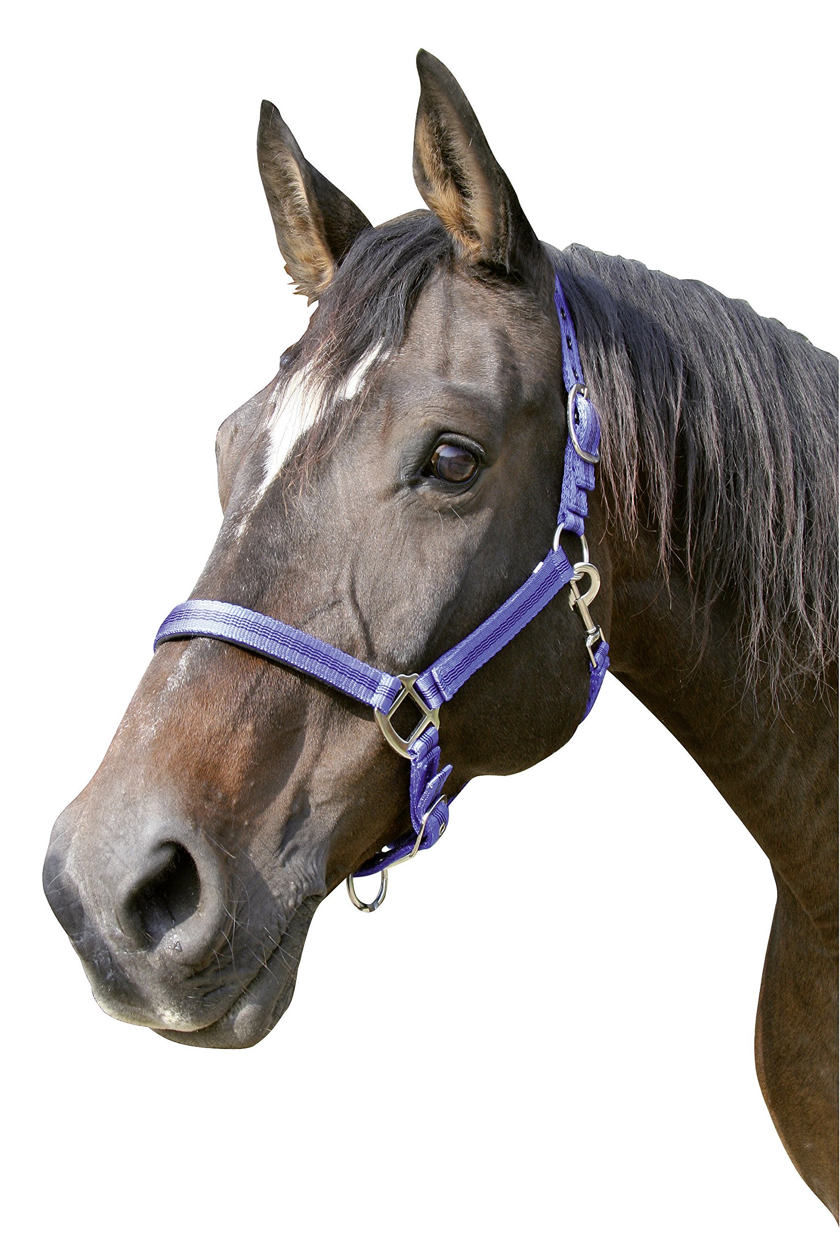 Kerbl Exclusive Head Collar for Horses - Adjustable Nylon Halter for Training & Grooming - Perfect for Equestrian, Riding, and Stable Use