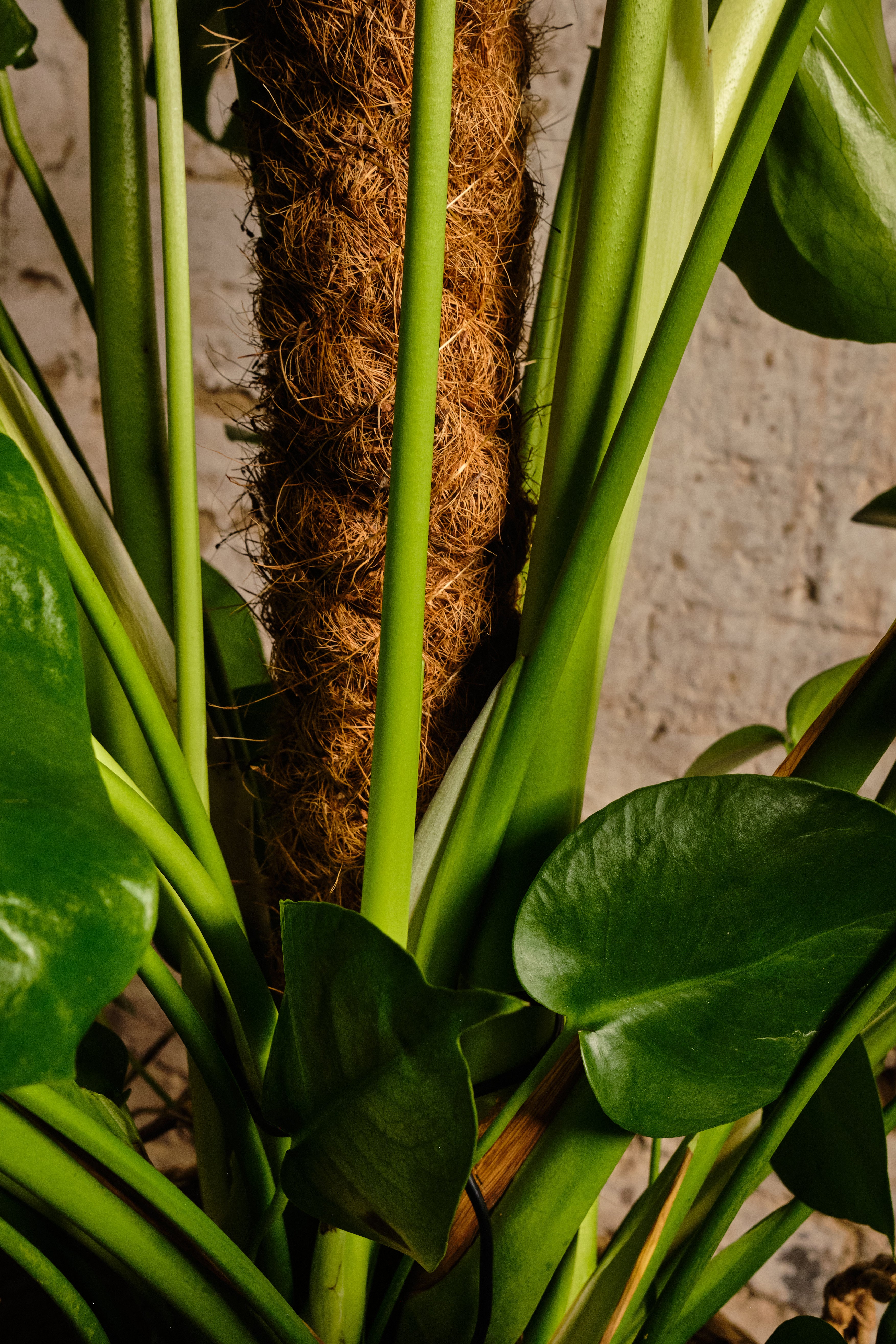 Monstera Deliciosa Swiss Cheese Plant - Indoor Houseplant for Home & Office Decor - Local Delivery or Click & Collect Available