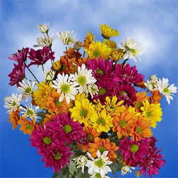 144 Assorted Fresh Cut Chrysanthemums & Daisies - Premium Bulk Flowers for Birthdays, Weddings, Anniversaries | Perfect for Centerpieces, Gift Bouquets & Home Decor