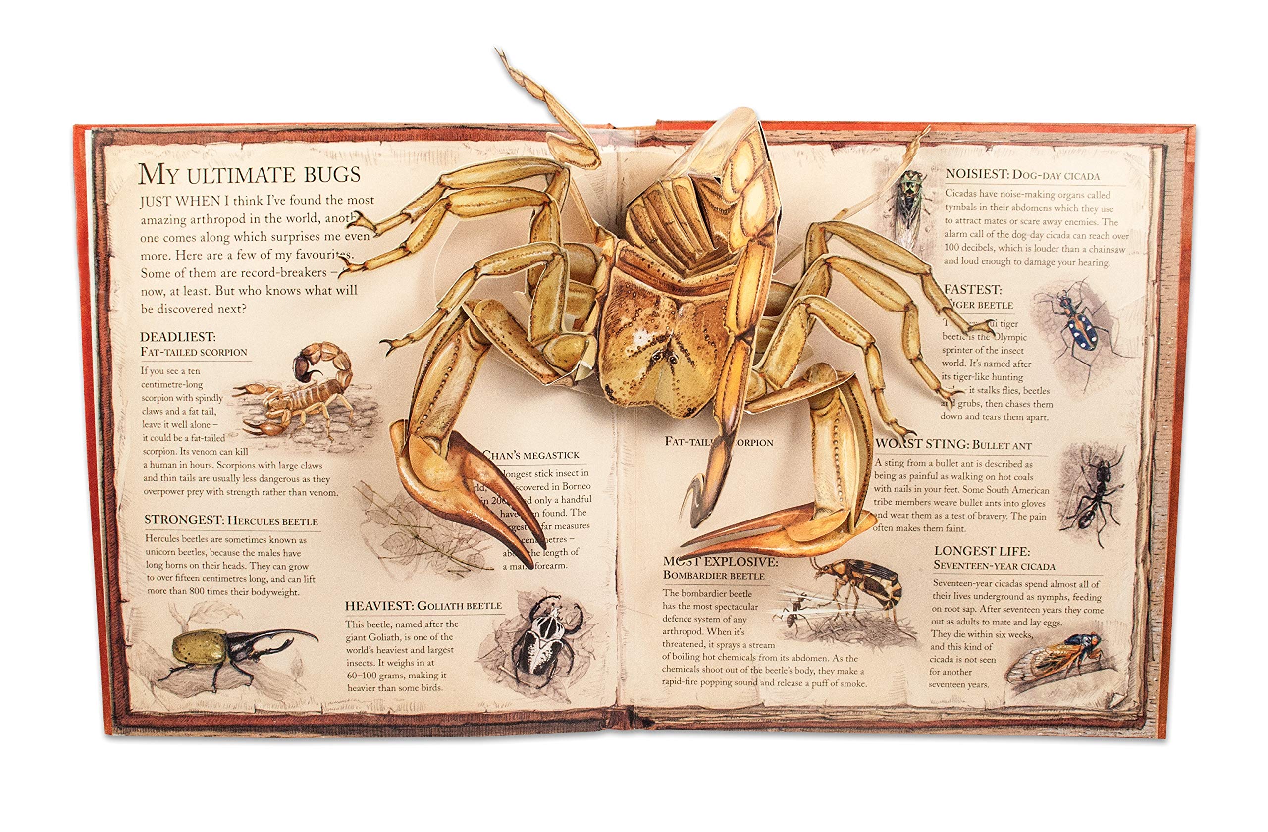 Bugs: A Pop-Up Book Exploring Insects, Spiders & Creepy-Crawlies – Interactive Educational Toy for Kids, Nature Lovers & Classroom Learning