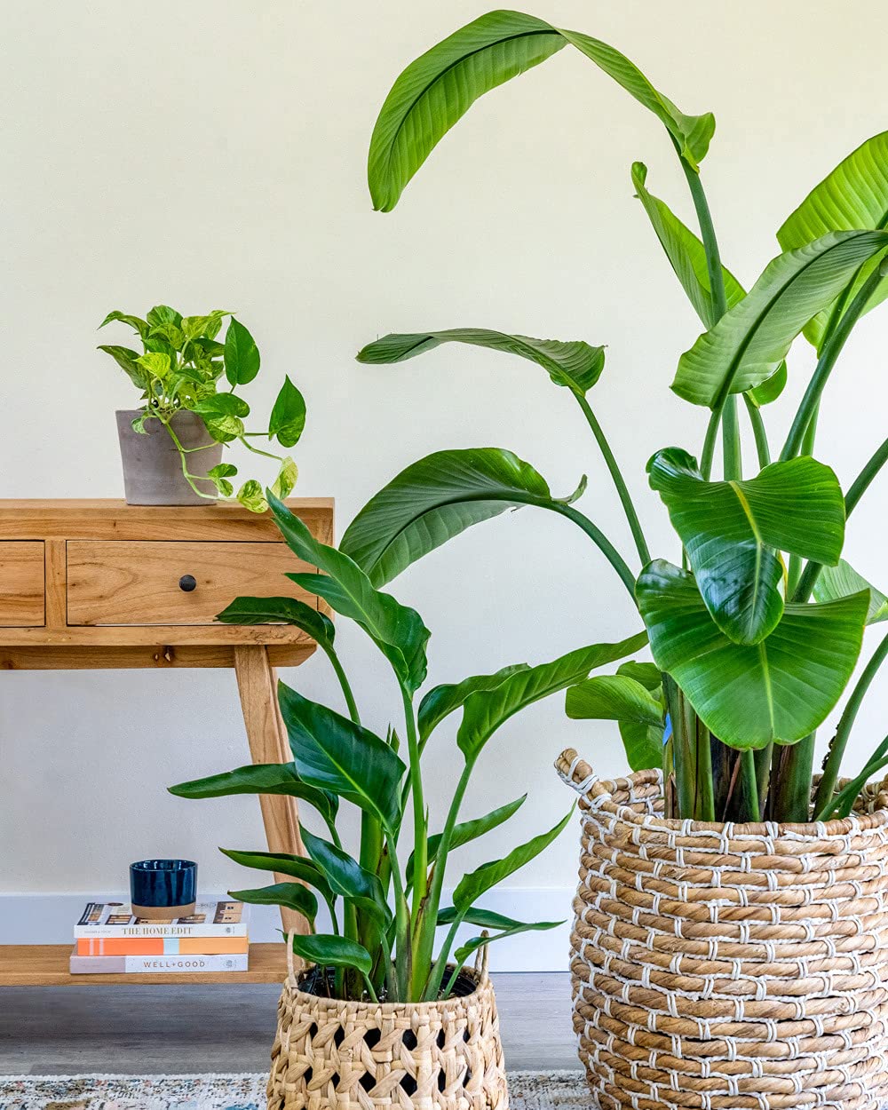 Strelitzia Nicolai (White Bird of Paradise) - Extra Large Live Indoor Plant for Home & Office Decor - Perfect Statement Plant for Living Room, Patio or Garden