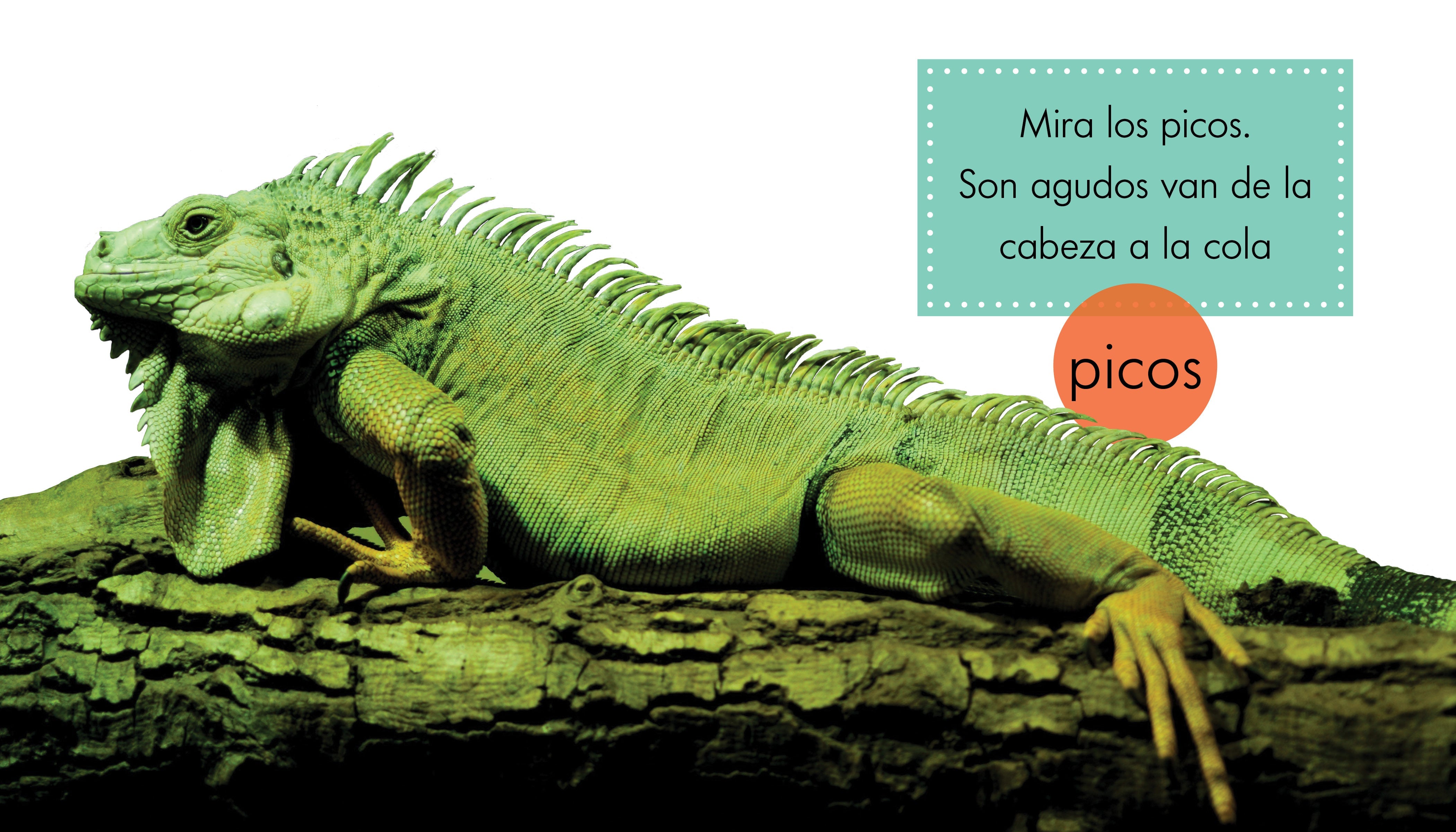 Iguanas for Sale - Live Pet Iguanas & Reptile Supplies | Perfect for Reptile Enthusiasts & Exotic Pet Owners