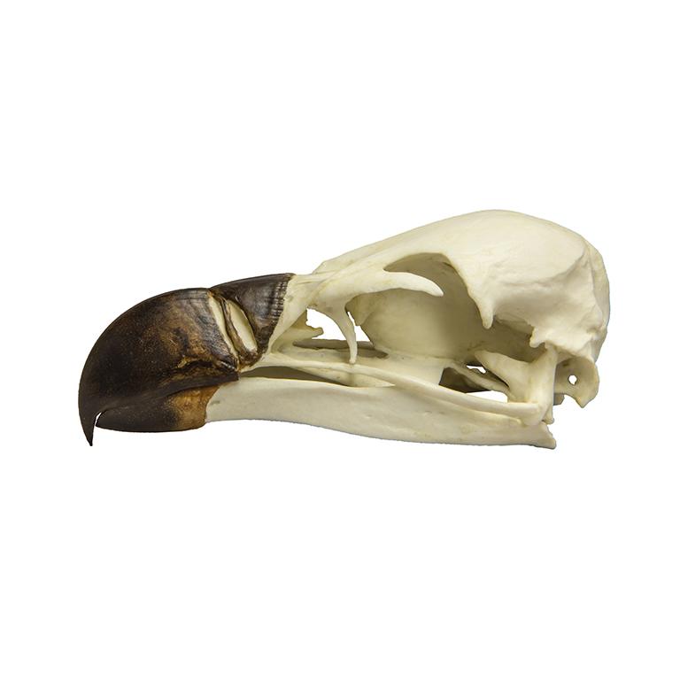 Authentic Replica Griffon Vulture Skull - Lifelike Animal Bone Specimen for Home Decor, Gothic Display, Halloween Props & Educational Science Collection