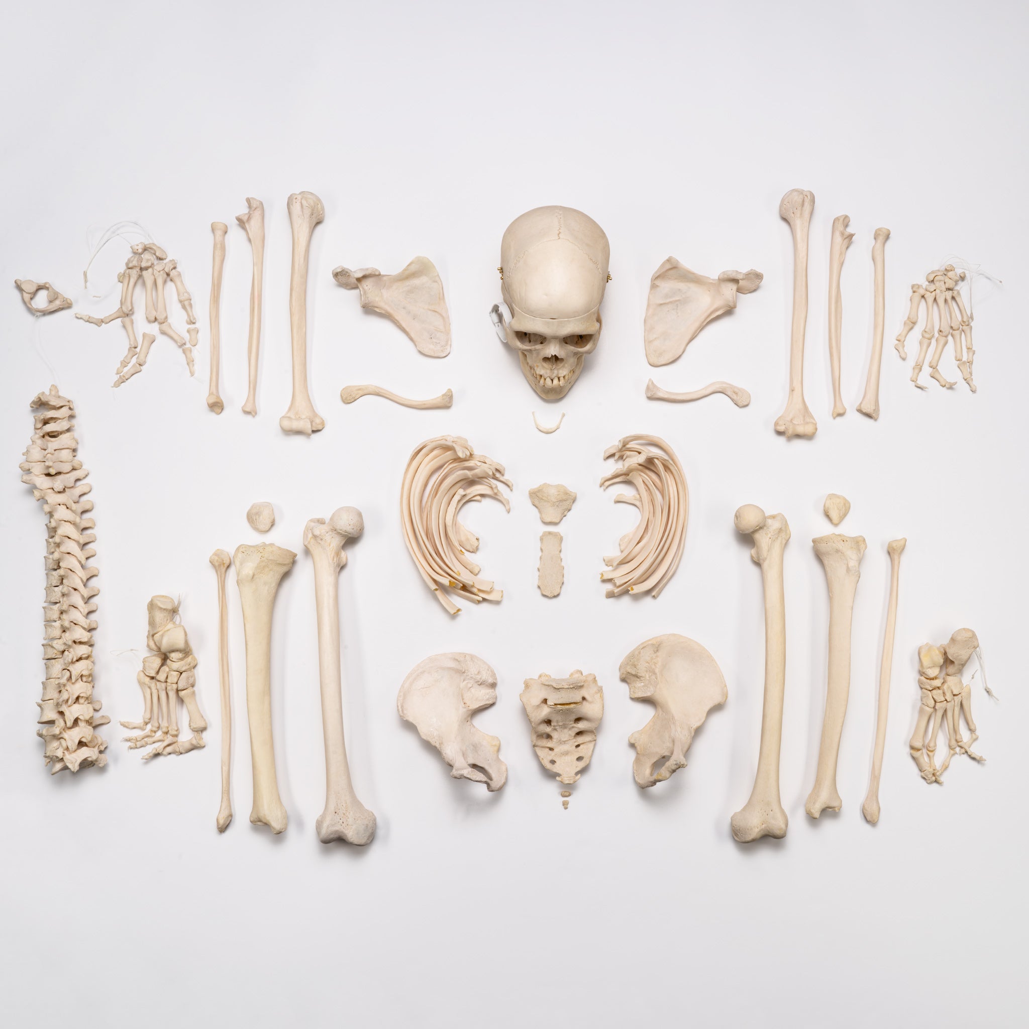 Premium Disarticulated Human Skeleton Model for Medical Study - Anatomical Pathology Teaching Aid for Students & Professionals - Perfect for Classroom, Lab & Medical Training