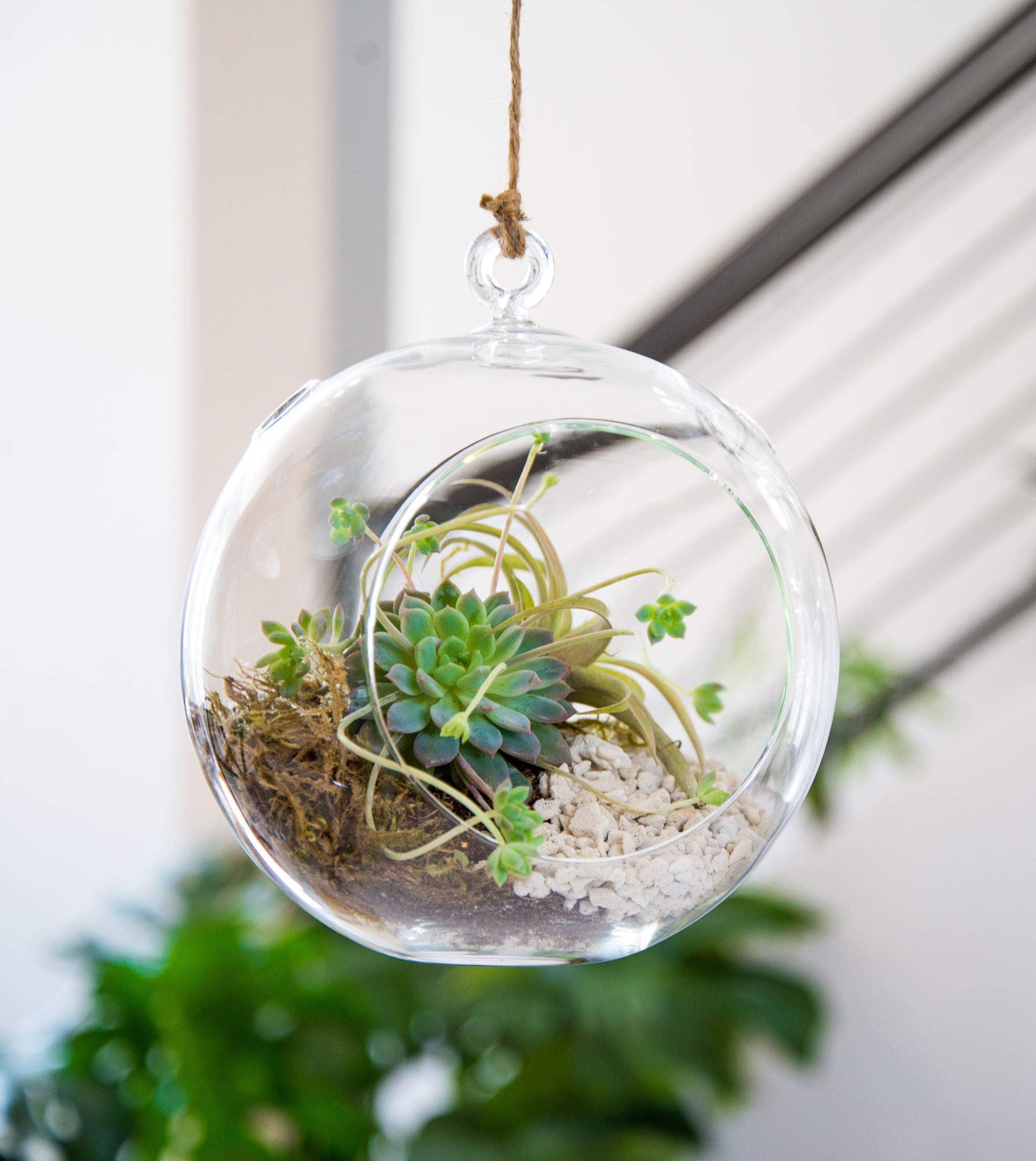 Syndicate Home & Garden Floating Orb Terrarium Kit - Glass Container, Stones, Soil & Moss for Indoor Plants | Perfect for Home Decor, Office Desk & Zen Garden Displays