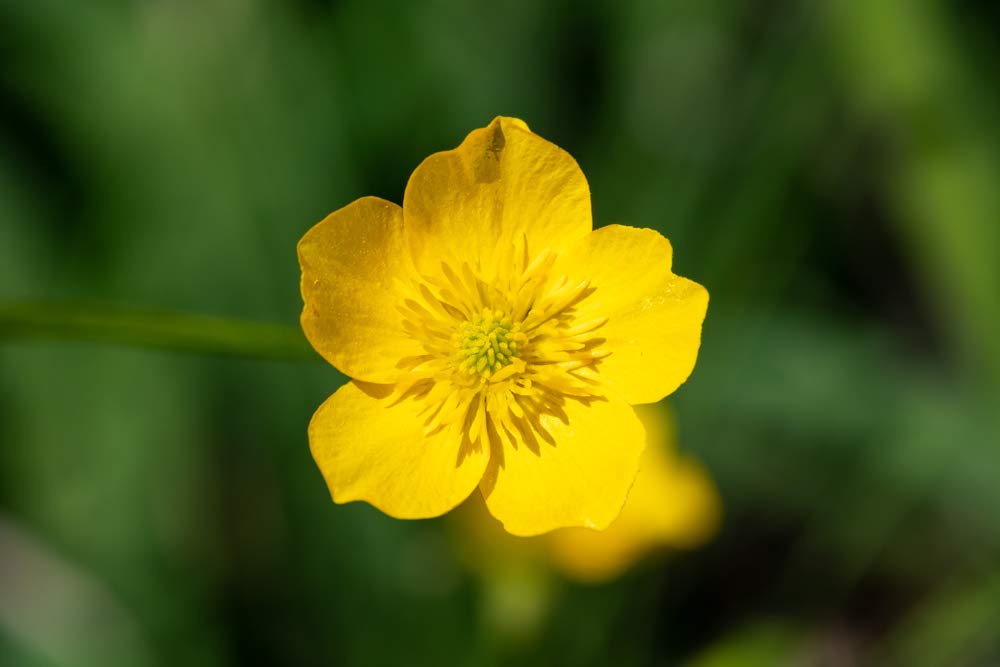 Western Buttercup Flower Seeds (Ranunculus occidentalis) - 500+ Non-GMO Heirloom Seeds Per Packet by Isla's Garden Seeds | Long Blooming Wildflowers for Home Gardens, Landscaping & DIY Floral Gifts