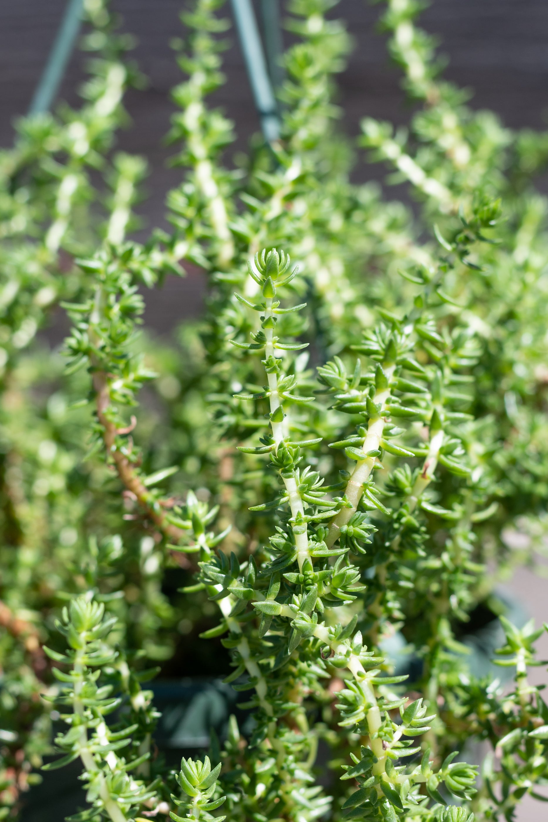 Crassula Peploides Succulent Plant - 8
