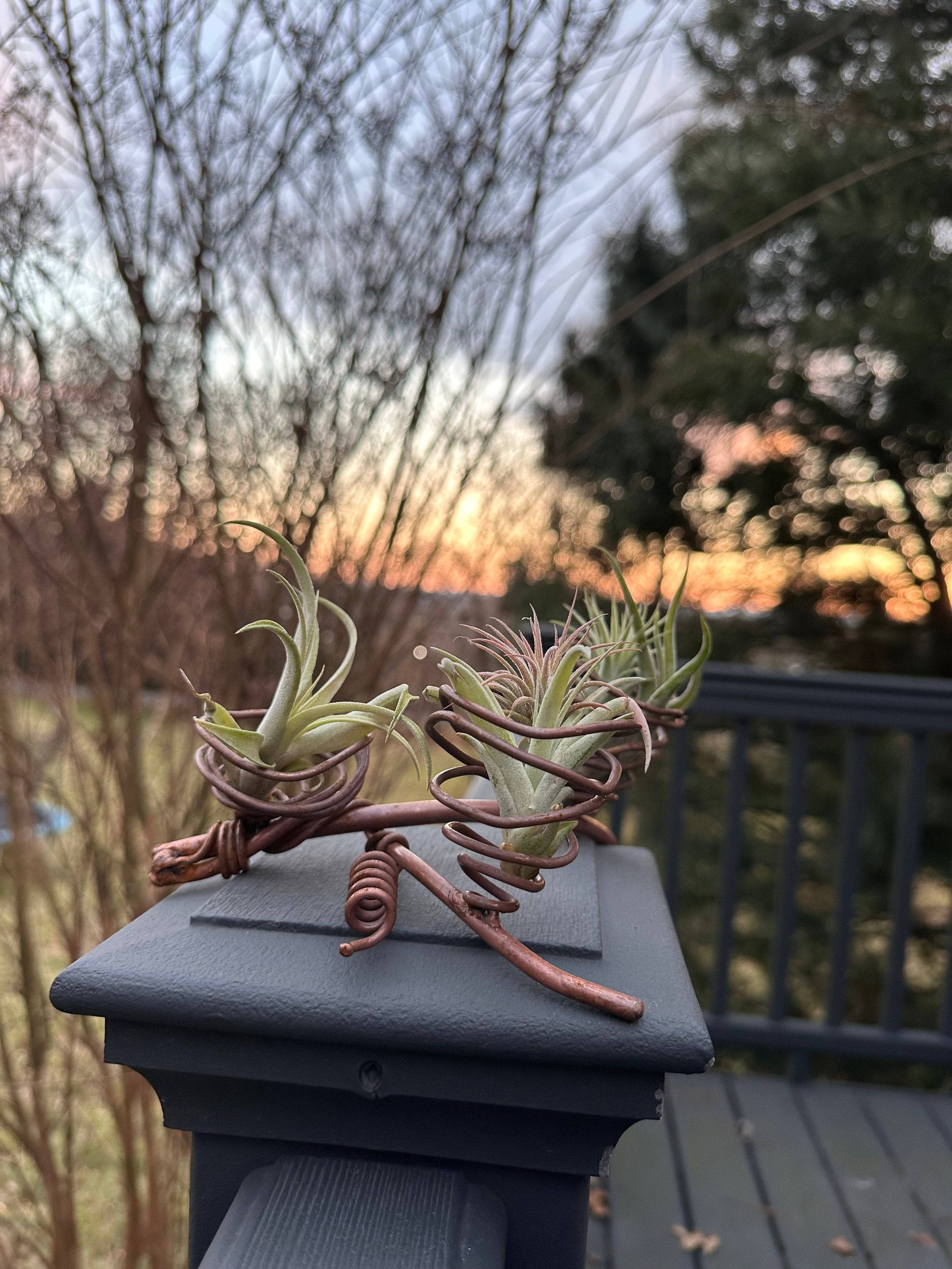 Triple Air Plant Holder - Modern Hanging Planter for Tillandsia - Perfect for Home, Office & Indoor Decor