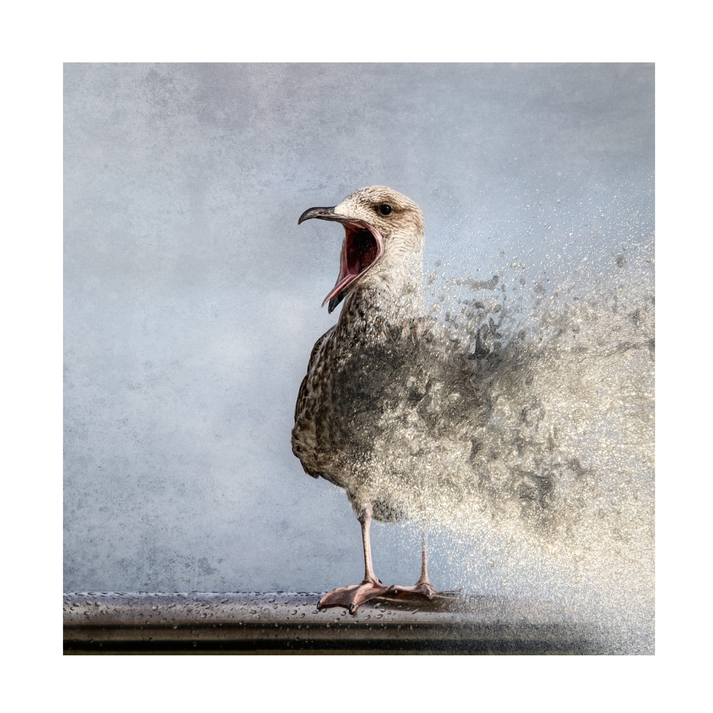 Bruno Flour 'Waterbird' Canvas Wall Art Print - Modern Nature Home Decor for Living Room, Bedroom & Office - Handmade Fine Art Painting