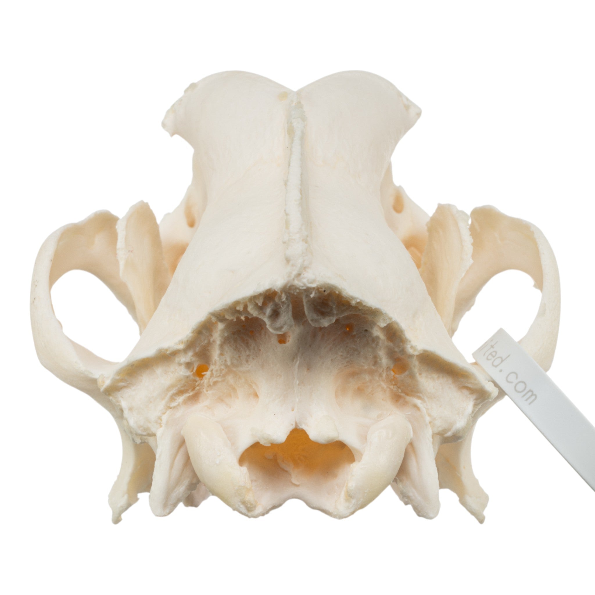 Authentic Domestic Dog Skull - Great Dane Canine Specimen for Veterinary Study, Taxidermy & Educational Use | Perfect for Science Classrooms, Oddity Collectors & Halloween Decor