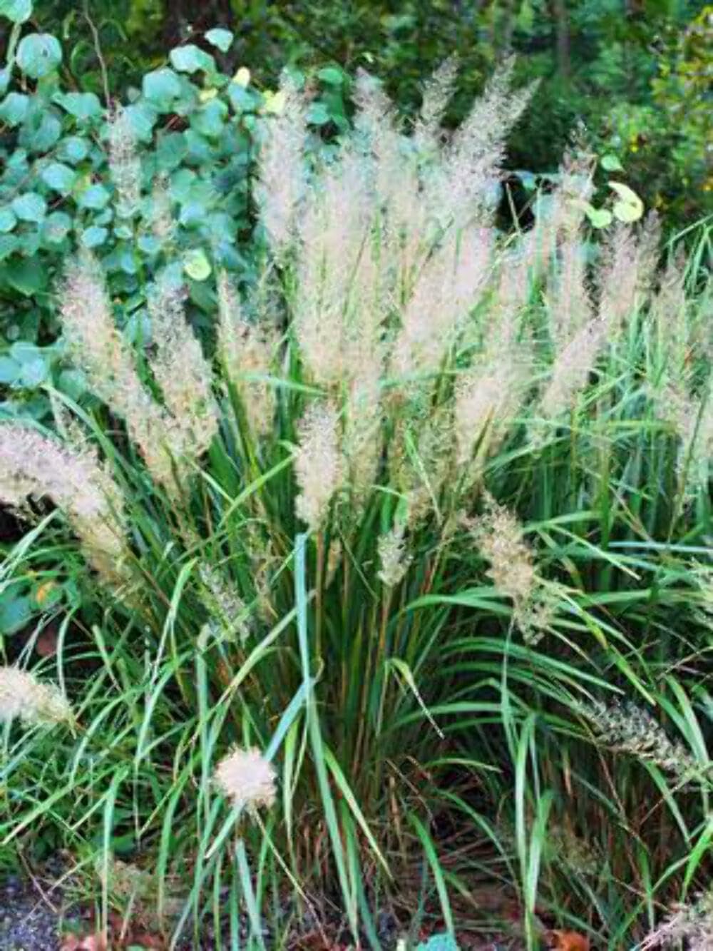 Perennial Farm Marketplace Calamagrostis brachytricha (Korean Feather Reed Grass) - #1 Container Size, Green Foliage Ornamental Grass for Landscaping, Garden Borders & Container Gardening