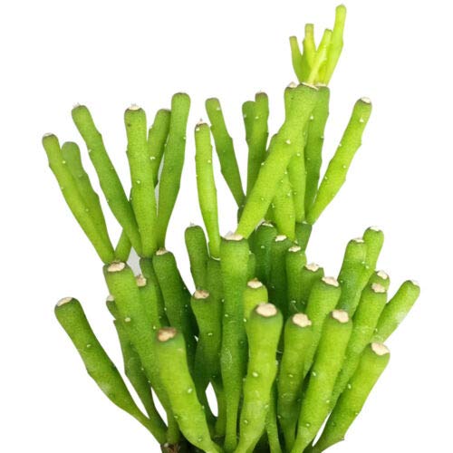 Dancing Bones Cactus Hatiora Salicornioides (4 Inch with Clay Pot) - Unique Succulent Plant for Home Decor, Office Desk, or Gift Idea