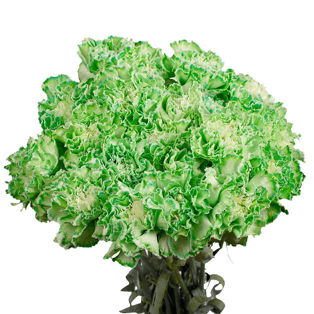 Fresh Cut Green Carnations Bulk - 300 Stems for Mother's Day, Wedding Bouquets, Birthday Gifts, Anniversary Decor & Bridal Showers | Long-Lasting Flowers for Centerpieces, Home Decor & Special Events